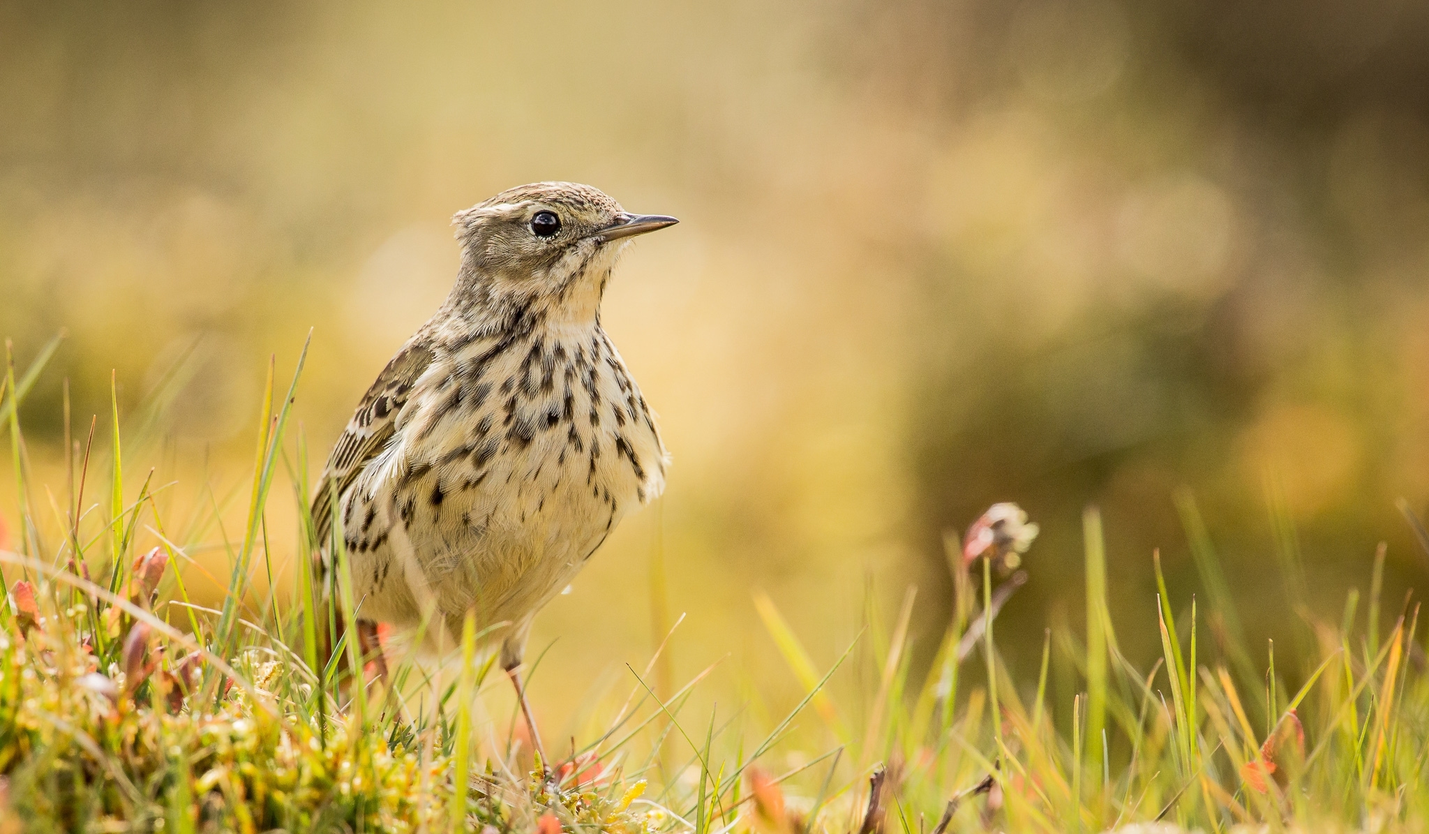 Téléchargez gratuitement l'image Animaux, Herbe, Oiseau, Fermer, Des Oiseaux sur le bureau de votre PC