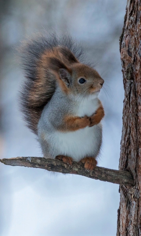 Download mobile wallpaper Winter, Squirrel, Snow, Branch, Animal, Cute for free.