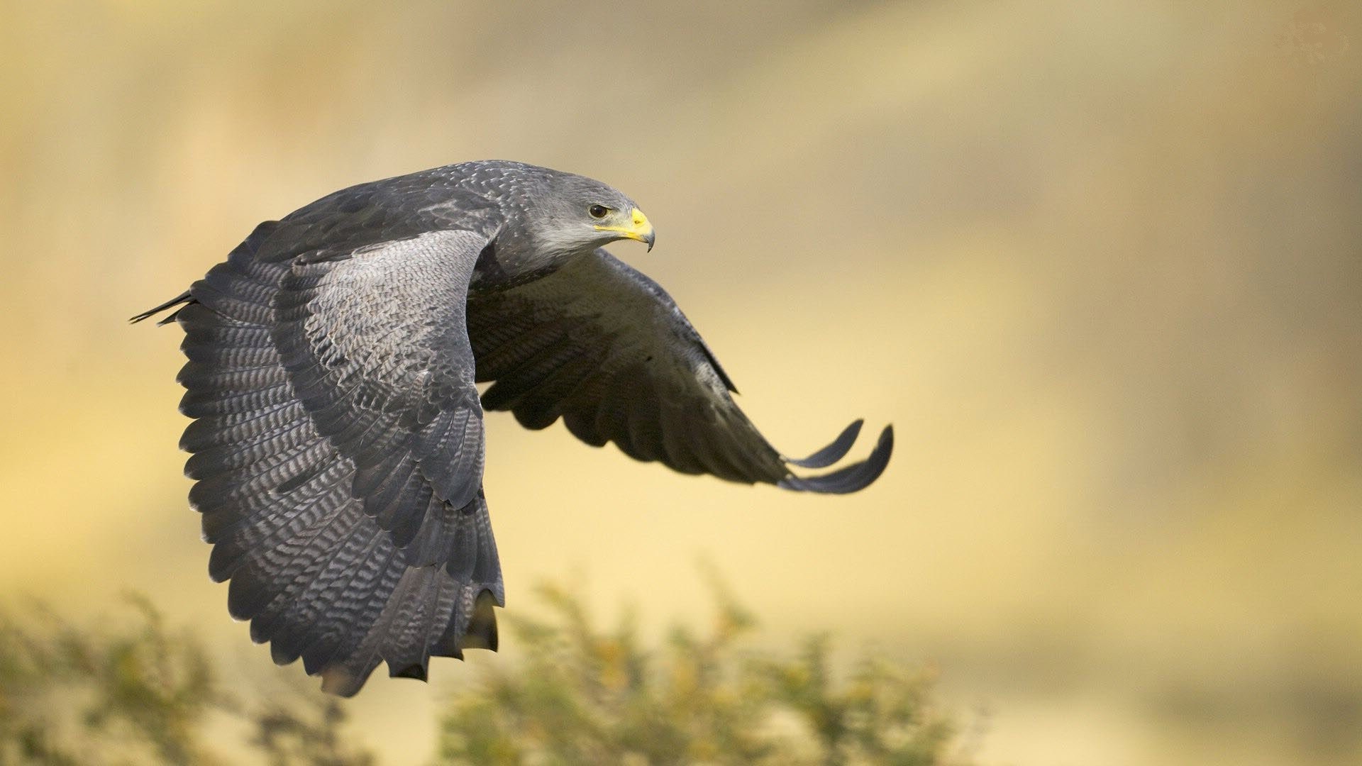 Téléchargez gratuitement l'image Animaux, Aigle, Des Oiseaux sur le bureau de votre PC