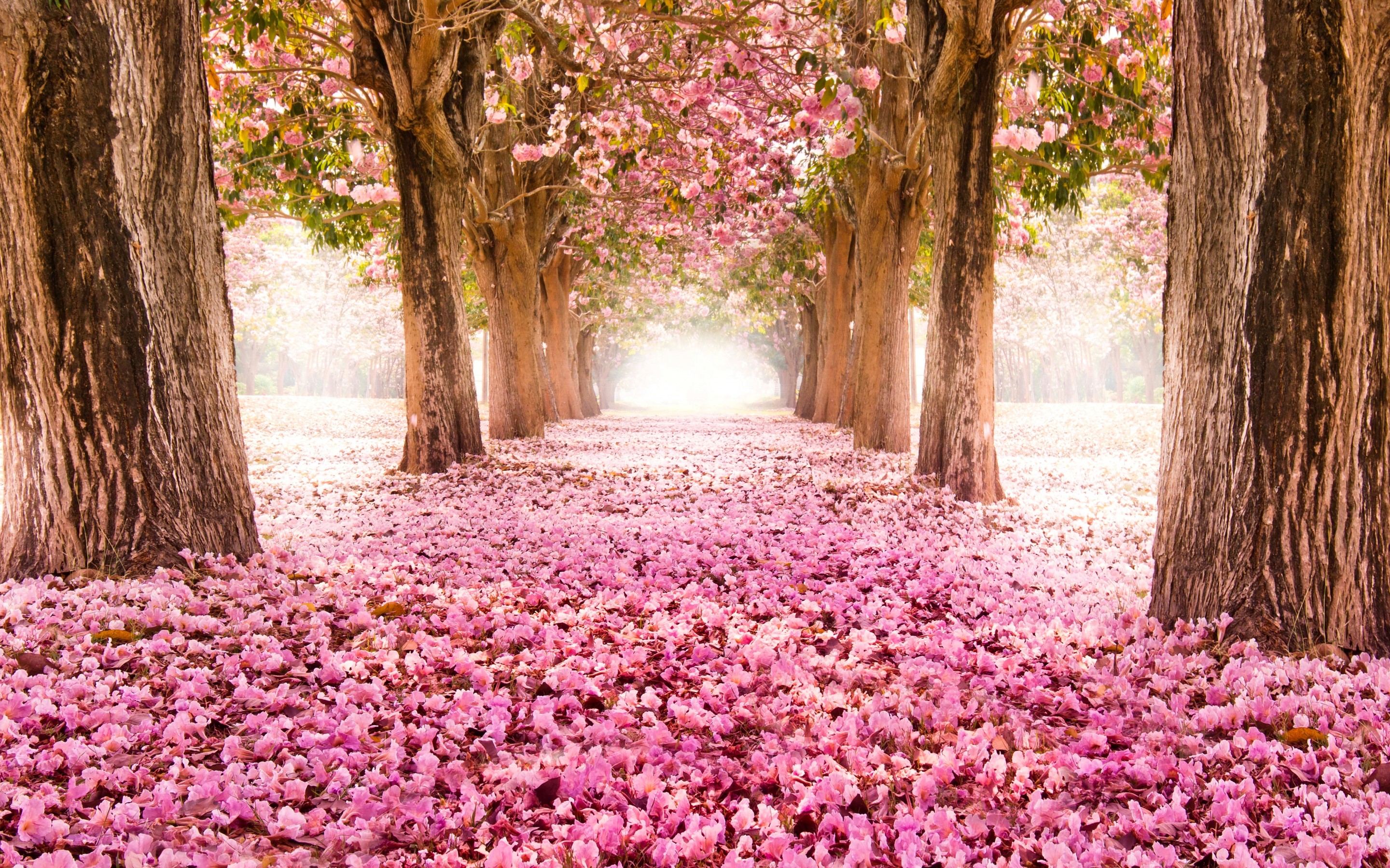 Free download wallpaper Earth, Spring on your PC desktop