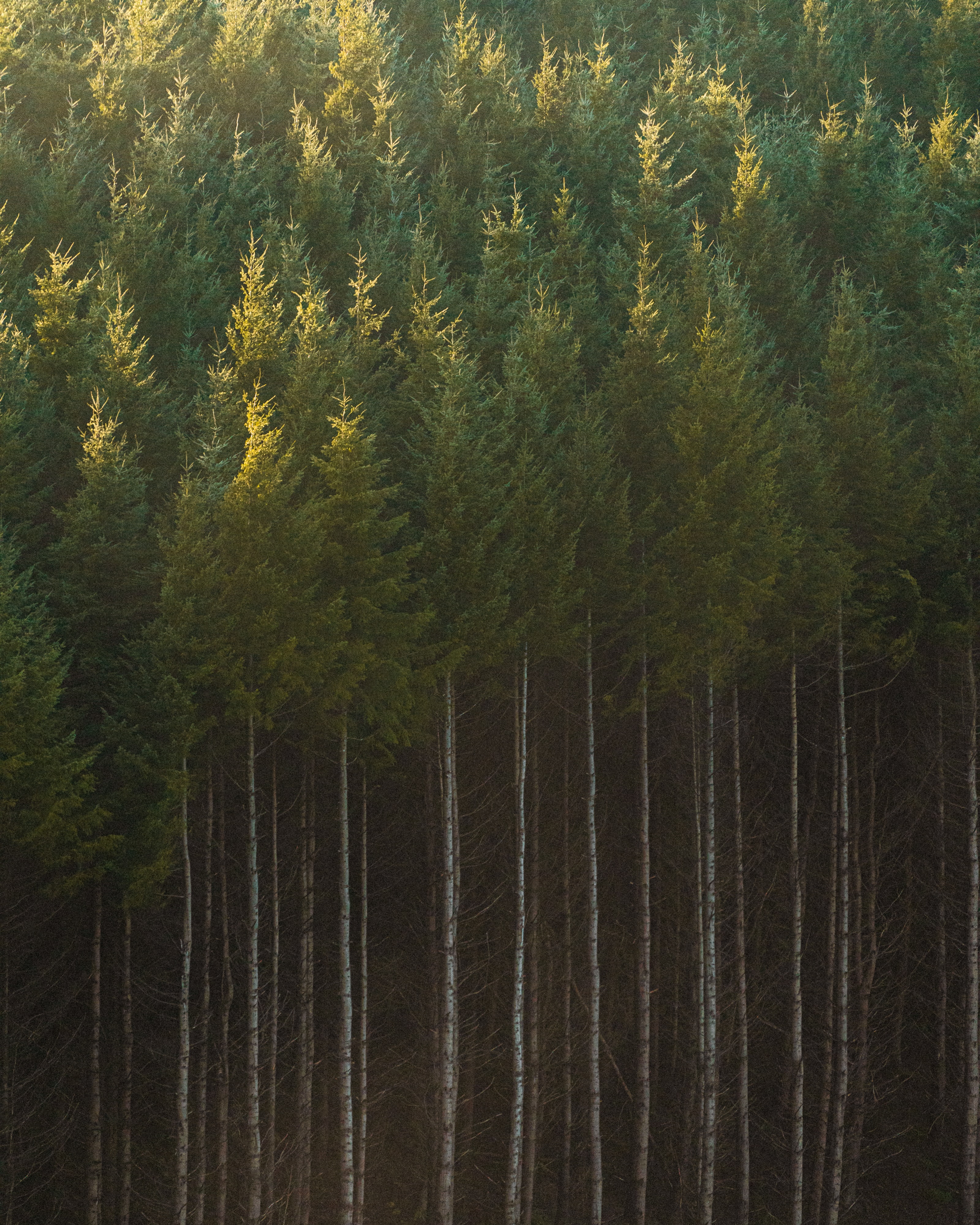 Download mobile wallpaper Spruce, Fir, Trunks, Forest, Trees, Nature for free.