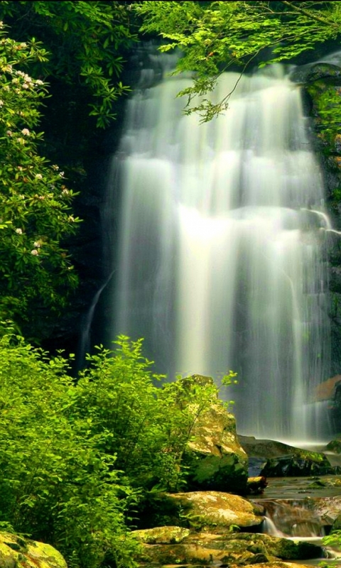 Download mobile wallpaper Nature, Waterfalls, Waterfall, Forest, Earth for free.