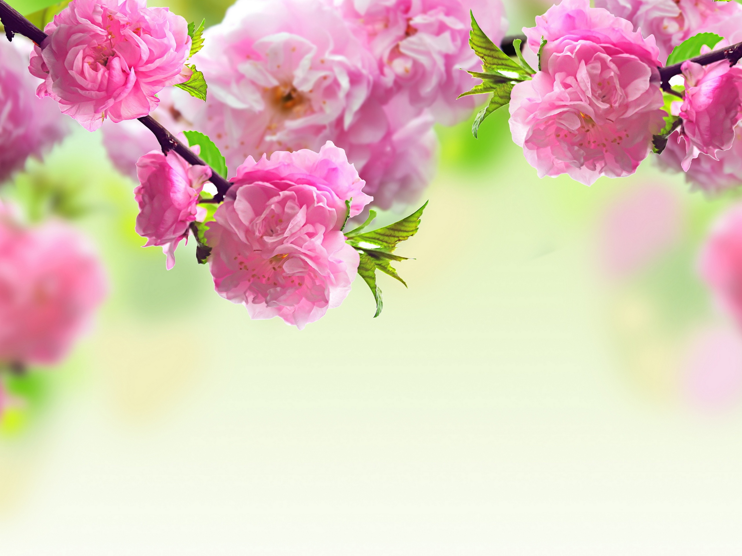 Скачать картинку Цветок, Цвести, Земля/природа, Розовый Цветок, Флауэрсы в телефон бесплатно.