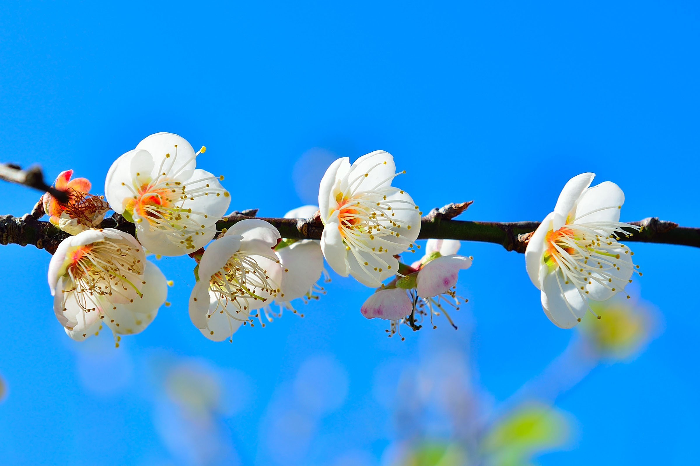 Free download wallpaper Nature, Flowers, Flower, Branch, Earth, White Flower, Blossom on your PC desktop