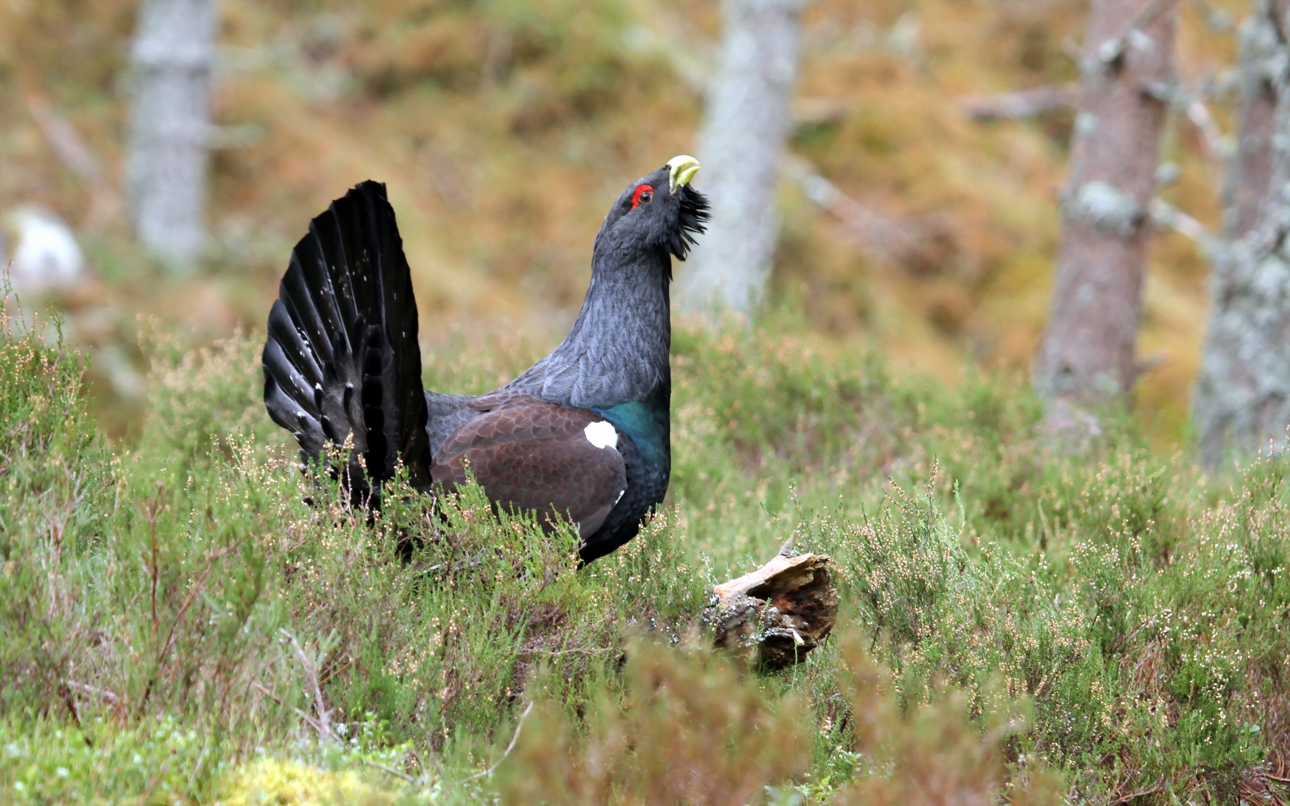 Download mobile wallpaper Western Capercaillie, Birds, Animal for free.
