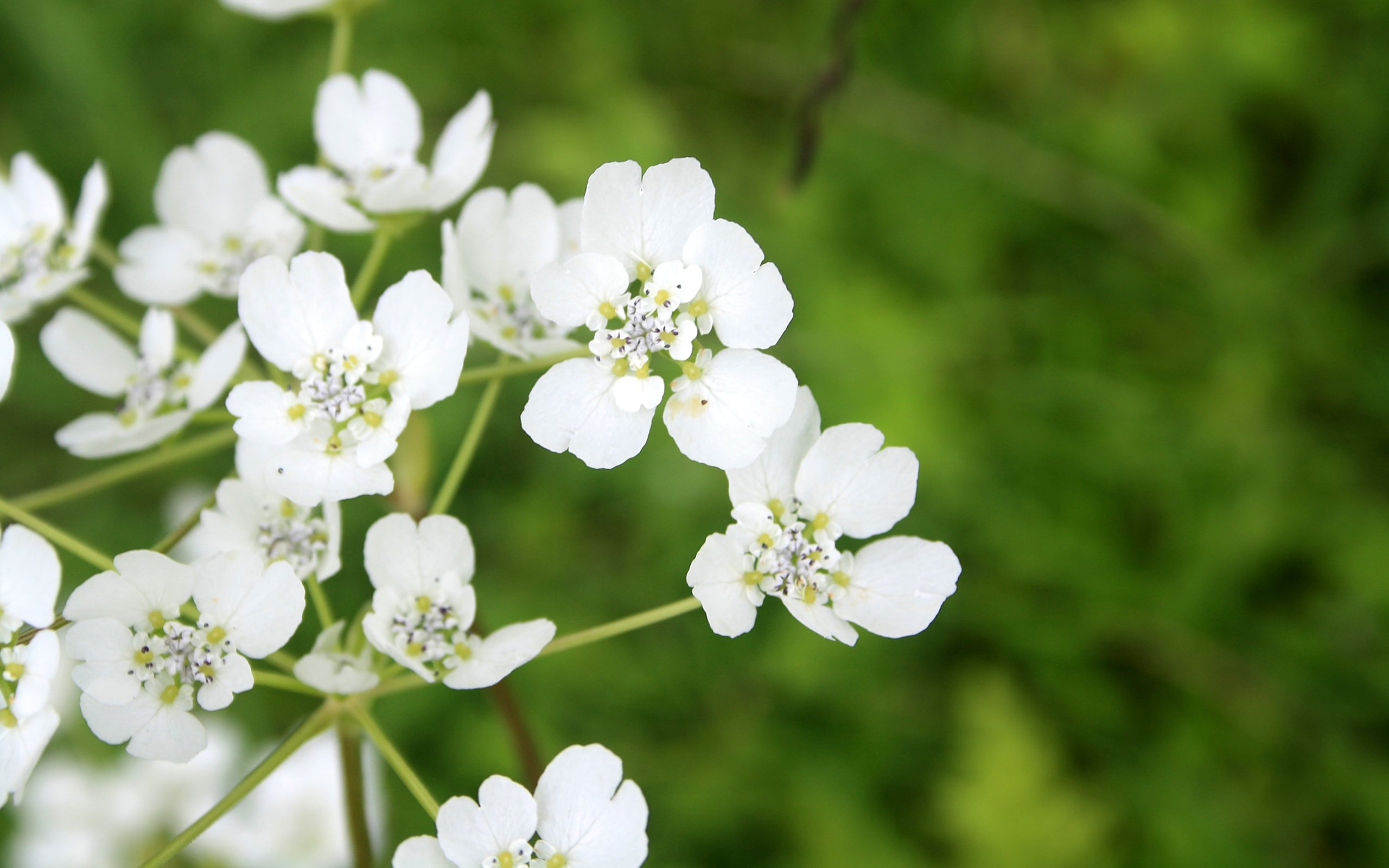 Free download wallpaper Flowers, Flower, Earth on your PC desktop