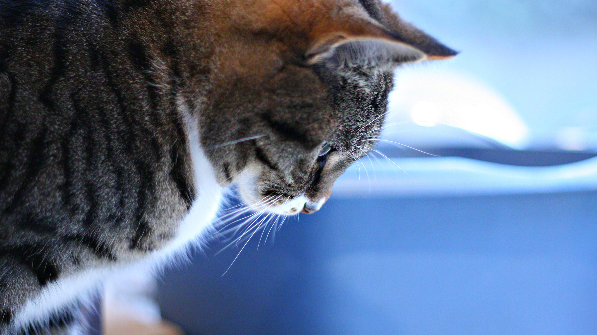 Baixe gratuitamente a imagem Animais, Gatos, Gato na área de trabalho do seu PC