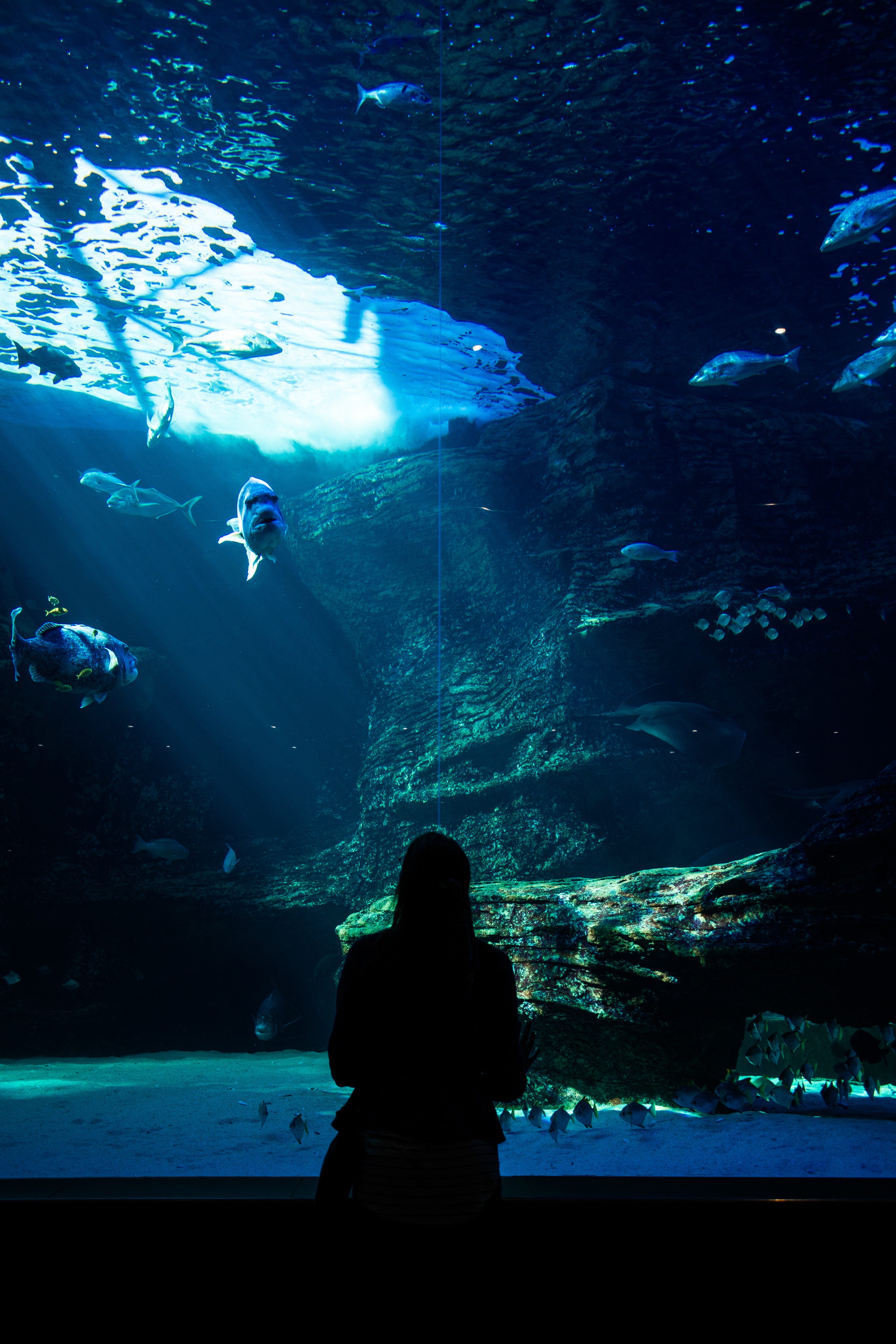 underwater world, silhouette, fishes, aquarium, dark