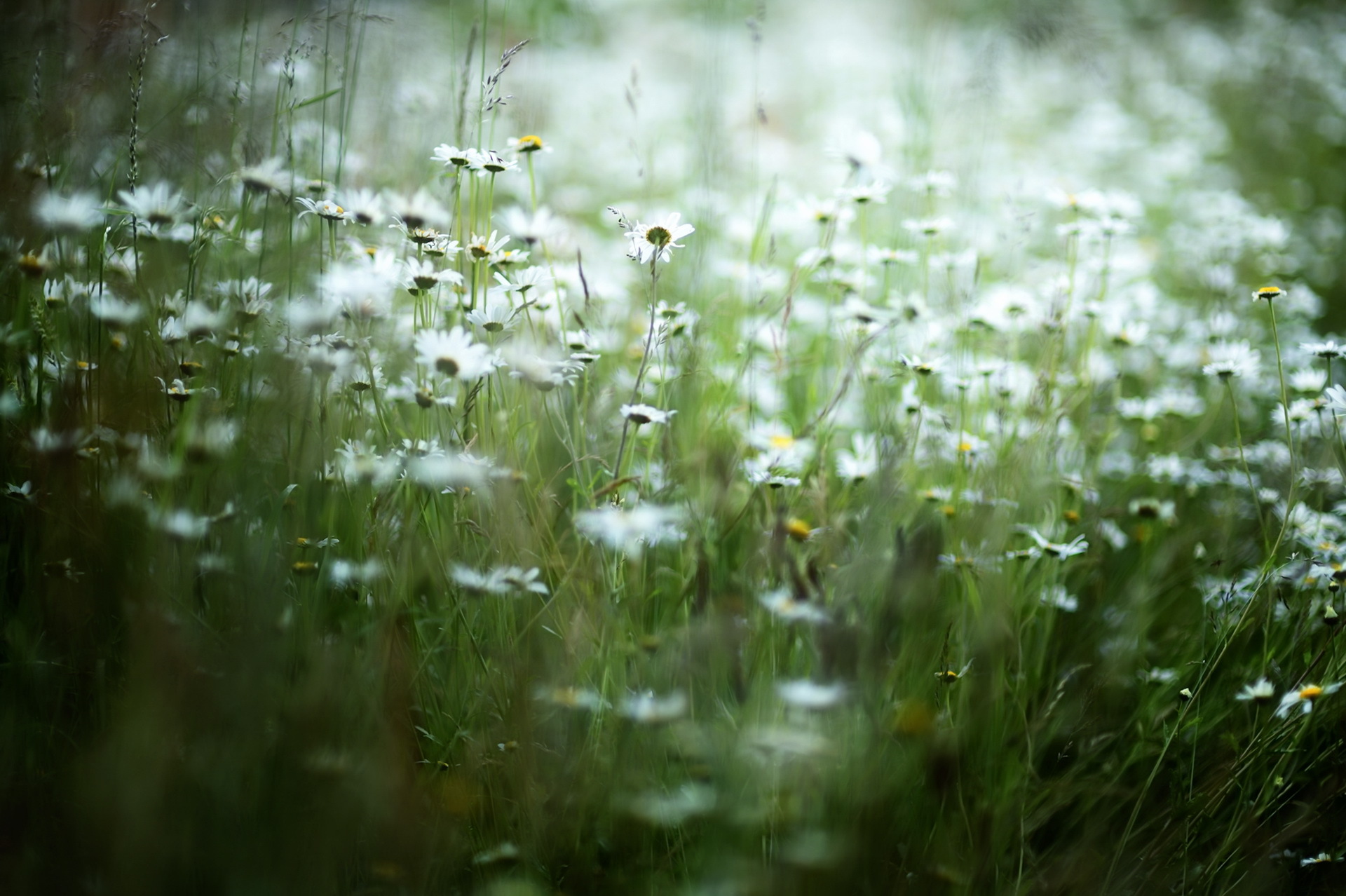 Handy-Wallpaper Natur, Blumen, Blume, Weiße Blume, Erde/natur kostenlos herunterladen.