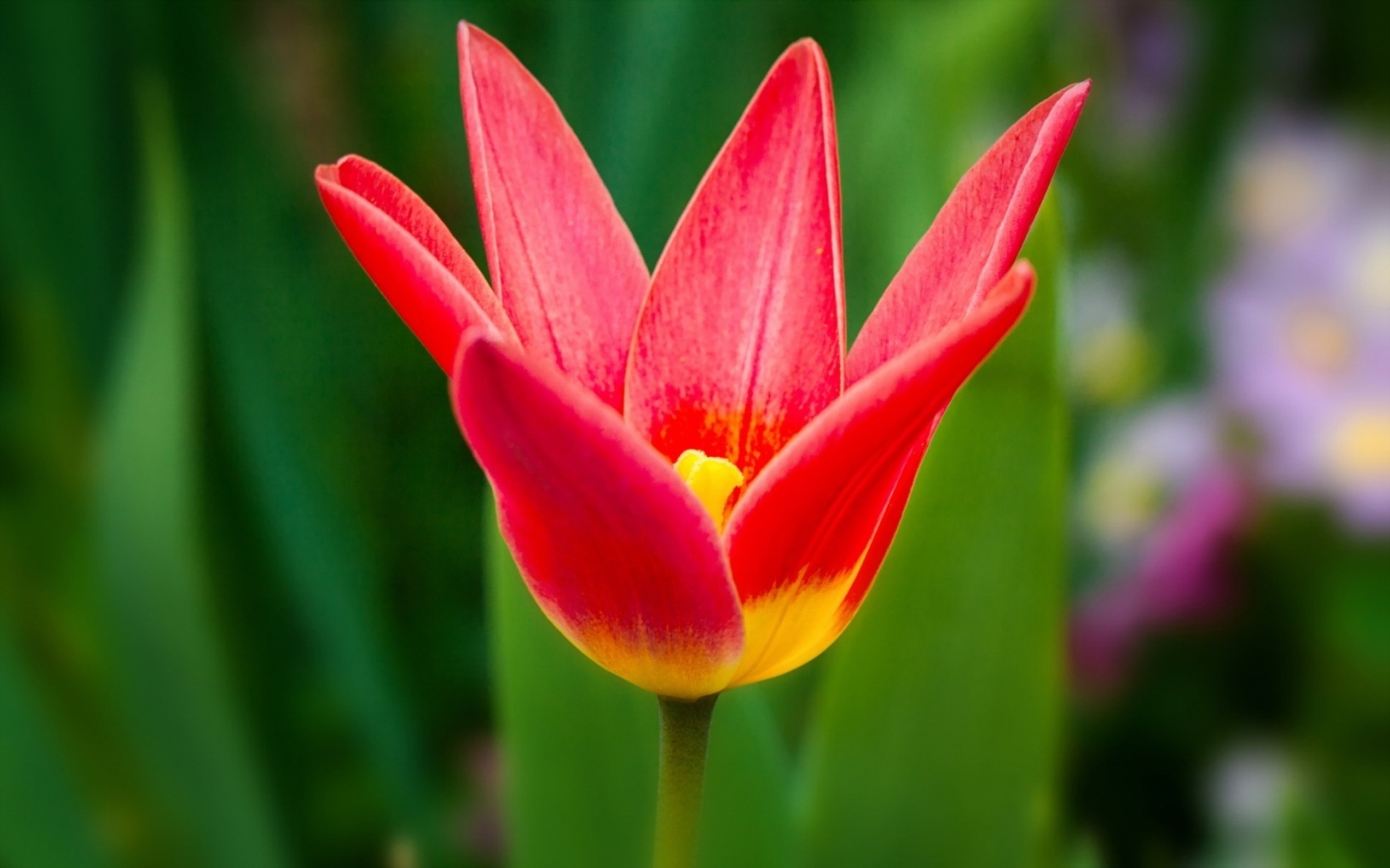 Téléchargez gratuitement l'image Tulipe, Fleurs, Fleur, Terre/nature sur le bureau de votre PC