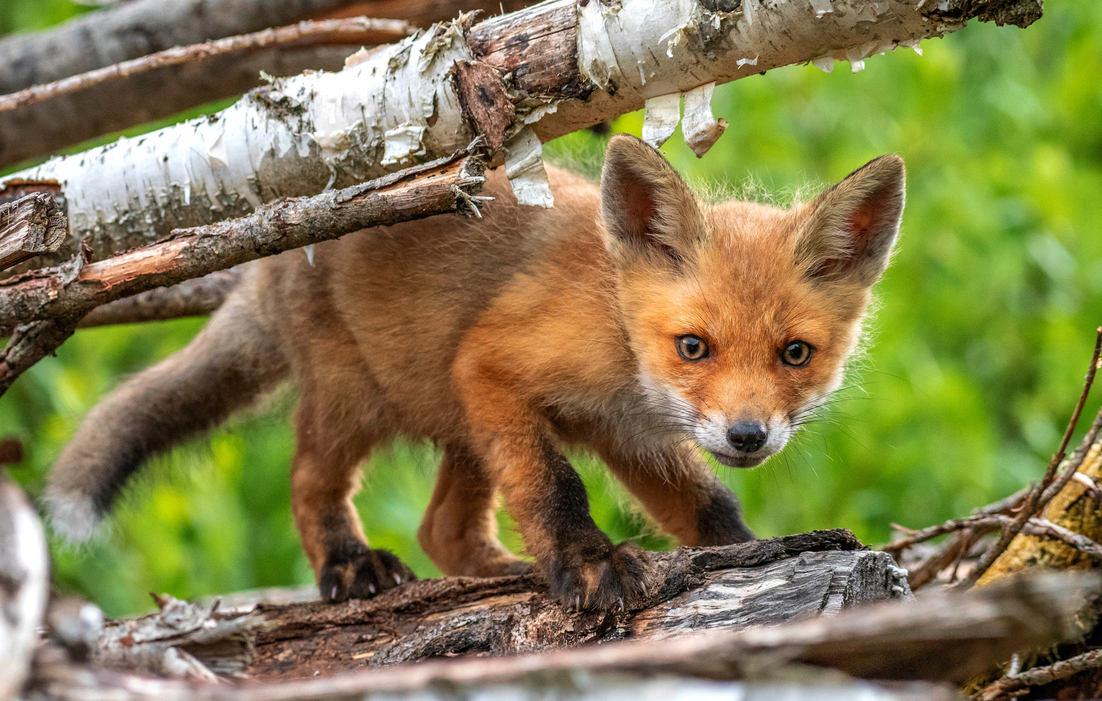 Download mobile wallpaper Fox, Animal, Baby Animal, Stare, Cub for free.