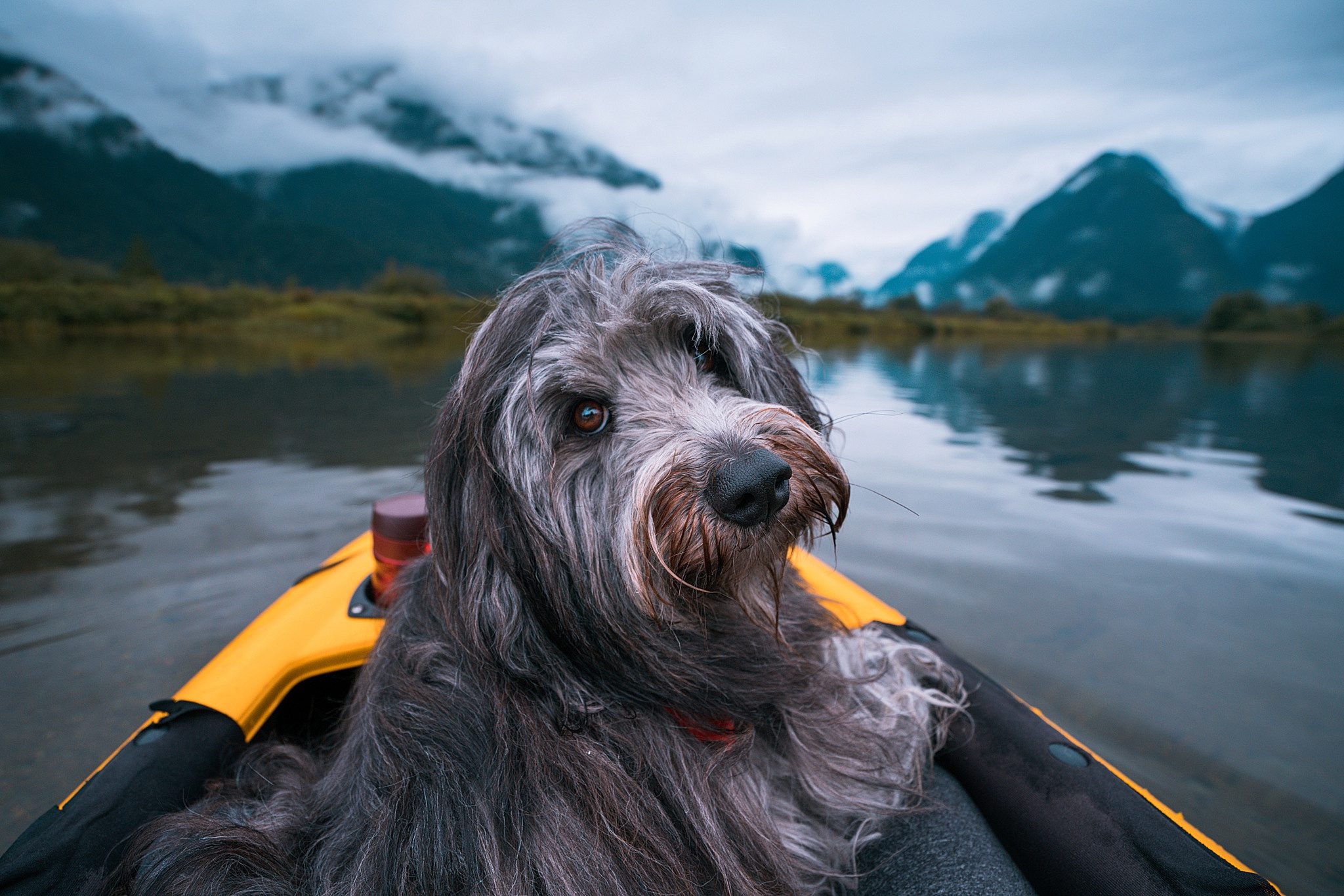 Handy-Wallpaper Tiere, Hunde, Hund, Schnauze kostenlos herunterladen.