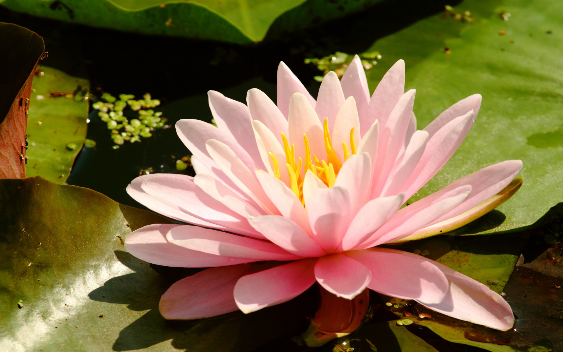 Free download wallpaper Nature, Flowers, Flower, Earth, Water Lily, Pink Flower on your PC desktop