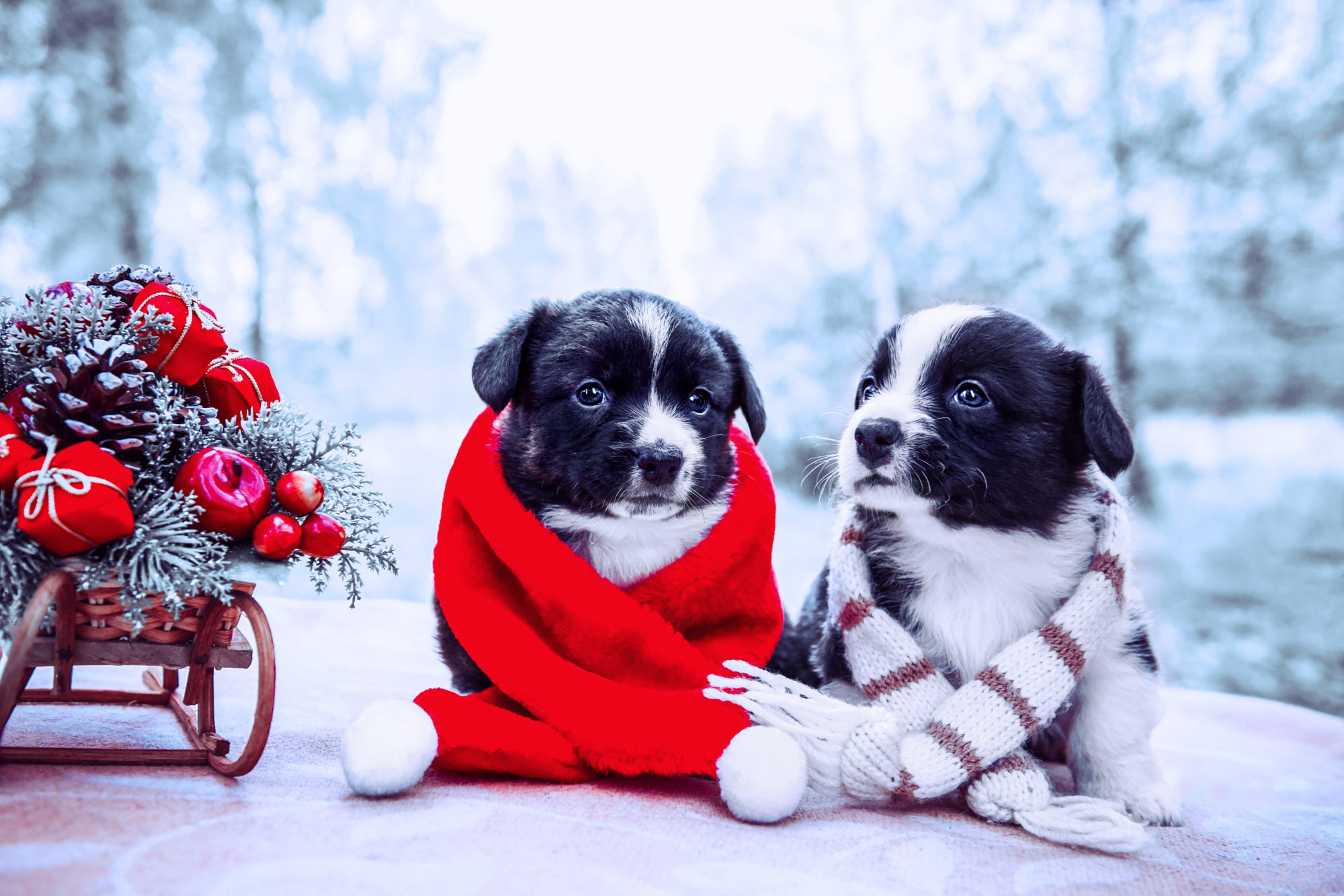 Download mobile wallpaper Dogs, Dog, Animal, Puppy, Sled, Christmas Ornaments, Baby Animal for free.