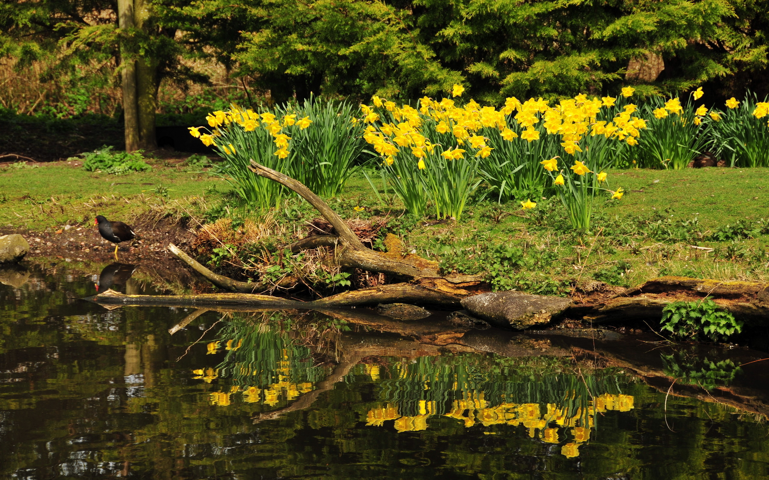 Handy-Wallpaper Blumen, Blume, Erde/natur kostenlos herunterladen.