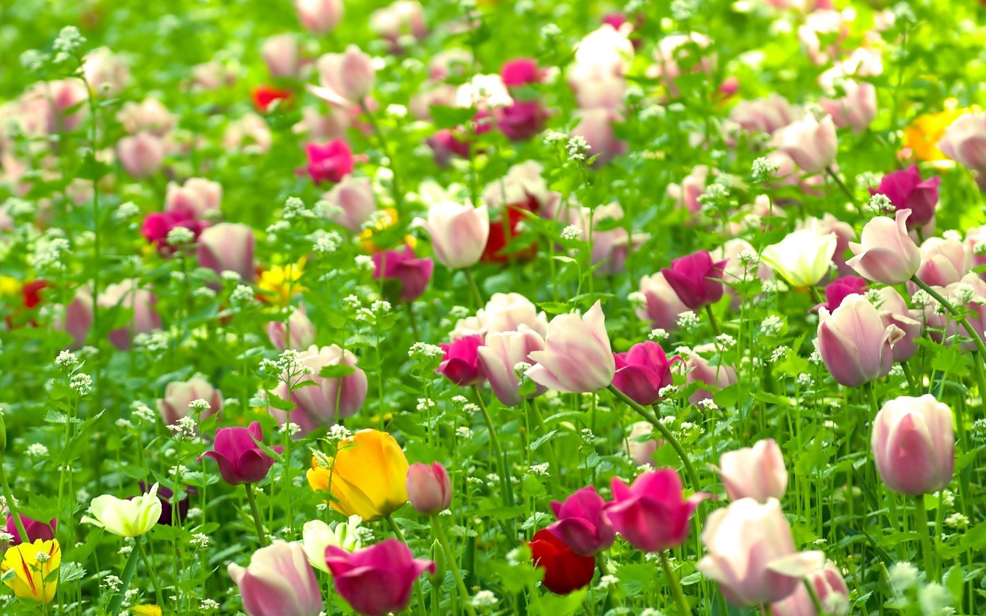 Free download wallpaper Nature, Field, Flowers, Tulips, Summer on your PC desktop