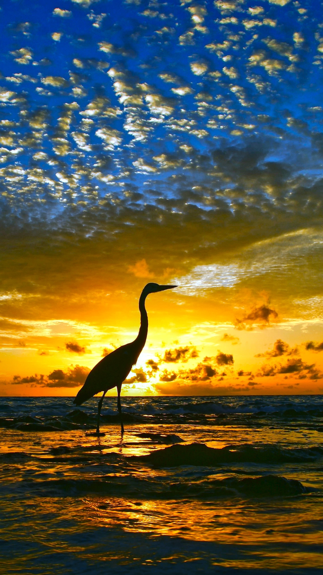 無料モバイル壁紙動物, 鳥, 水, 日没, ヘロン, 地平線, 海洋をダウンロードします。