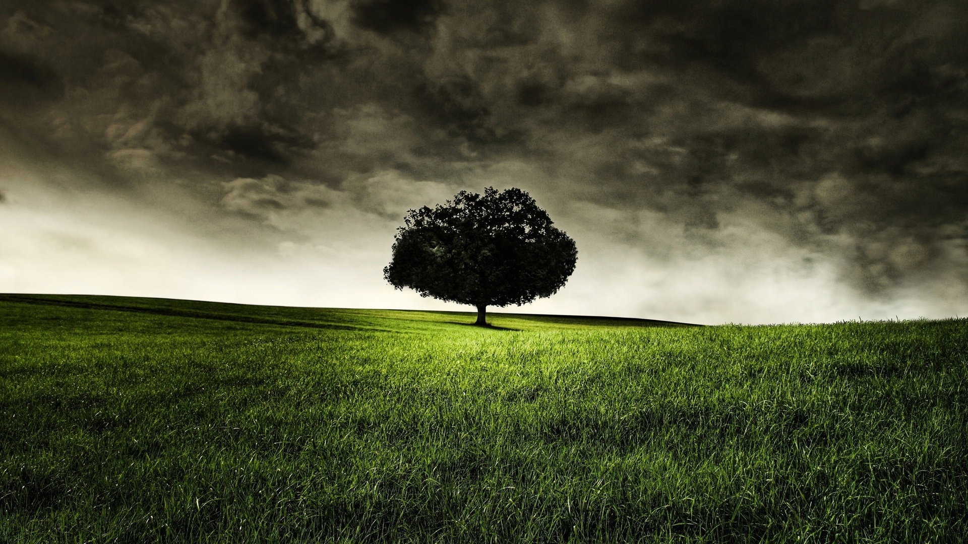 Free download wallpaper Tree, Earth on your PC desktop