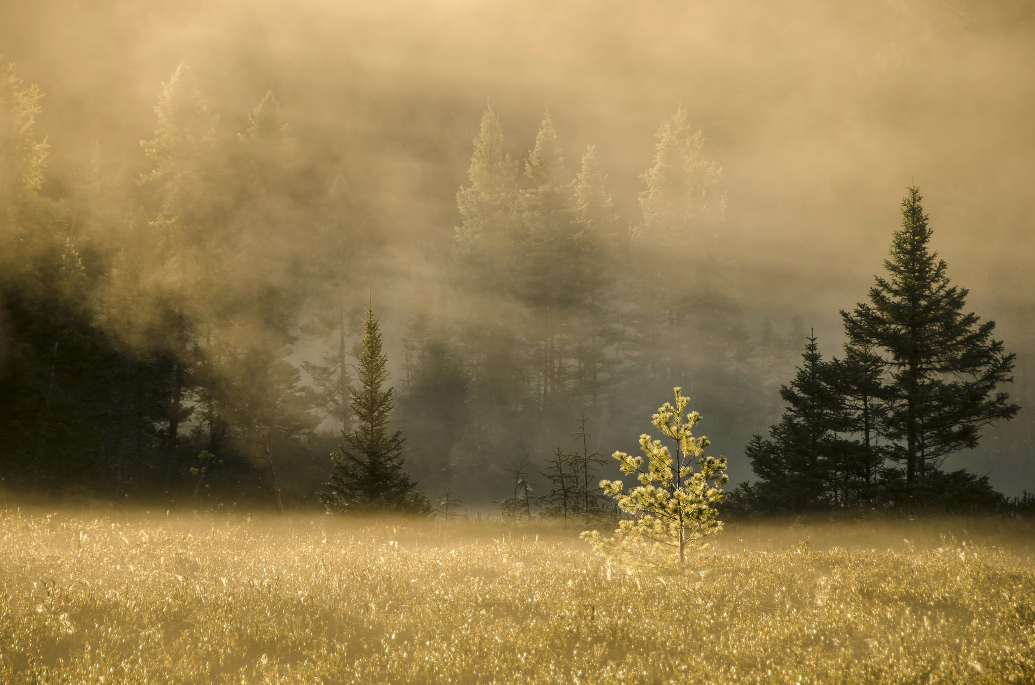 Скачать картинку Трава, Туман, Природа, Деревья, Лес в телефон бесплатно.
