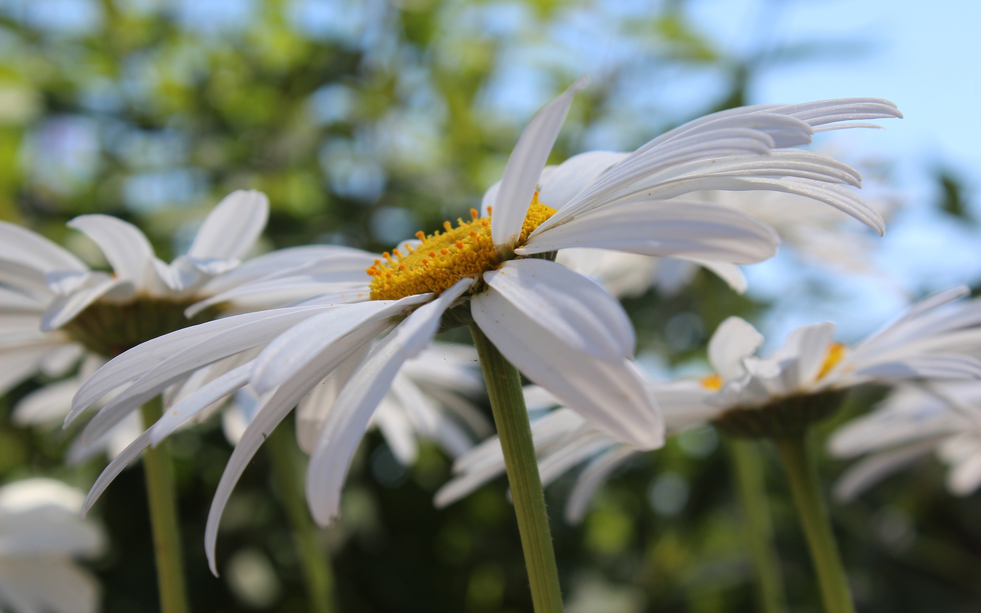 Descarga gratuita de fondo de pantalla para móvil de Flores, Flor, Tierra/naturaleza.