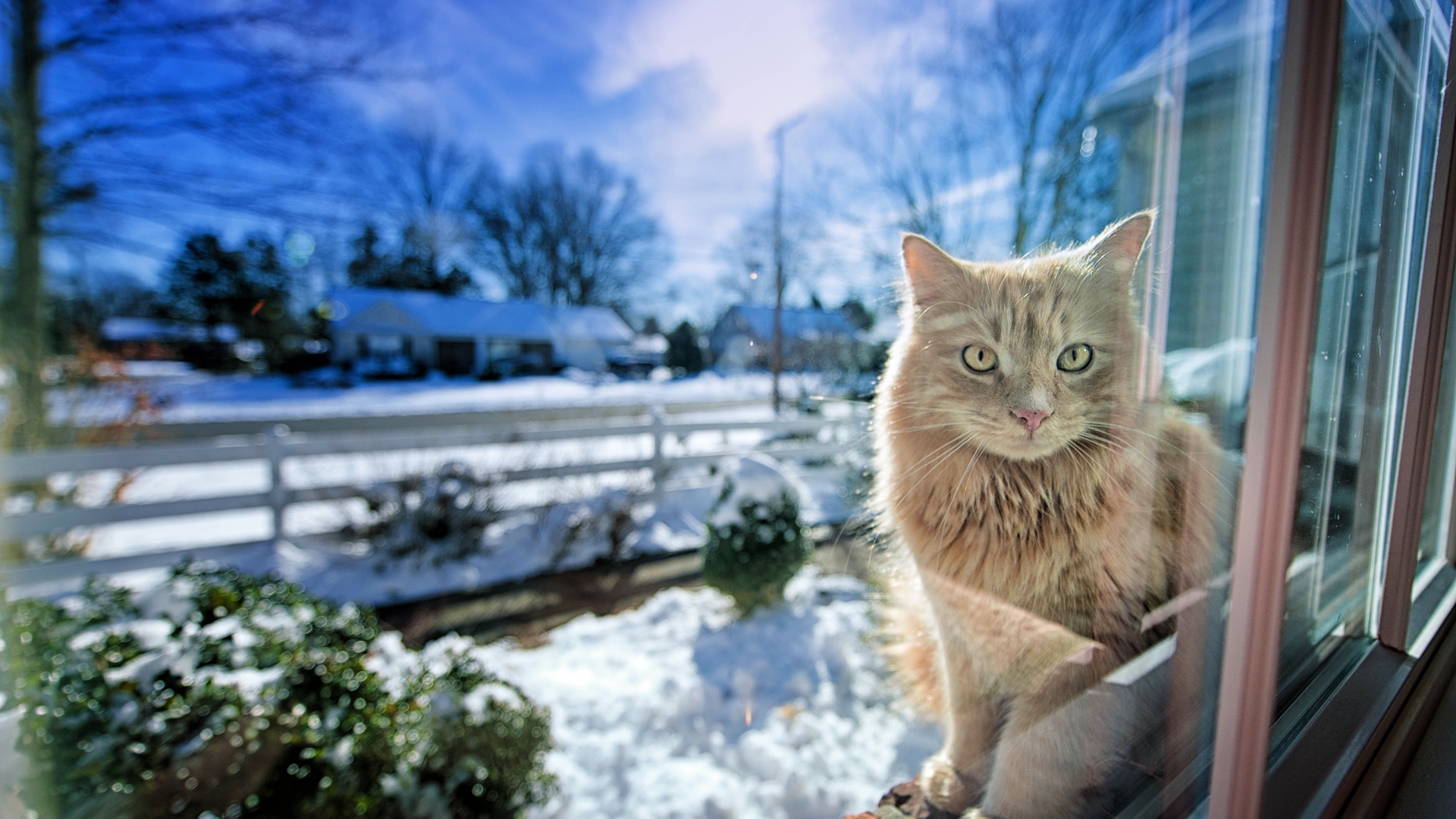 Descarga gratuita de fondo de pantalla para móvil de Animales, Gato.