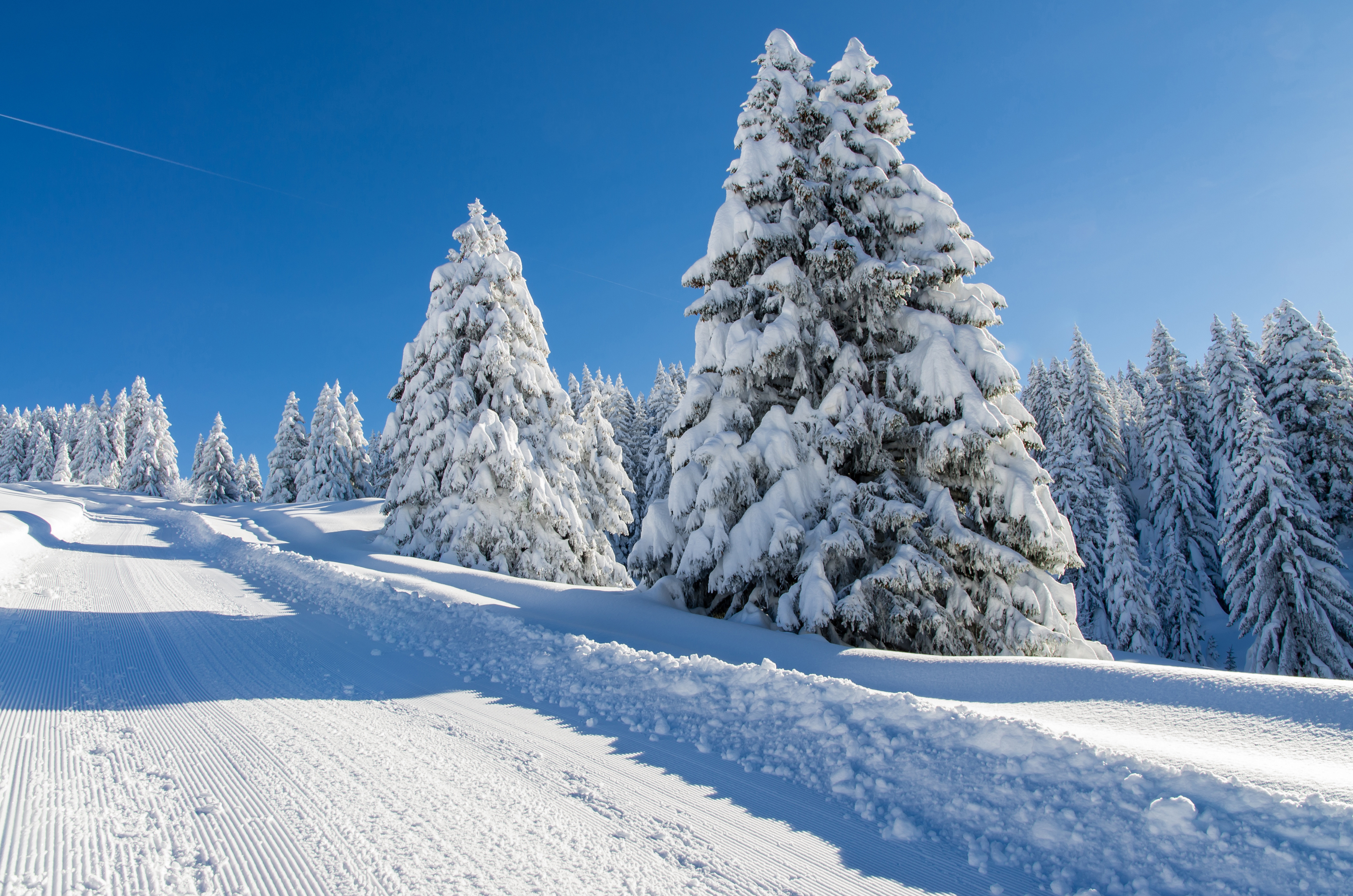 Baixe gratuitamente a imagem Inverno, Neve, Árvore, Terra/natureza na área de trabalho do seu PC