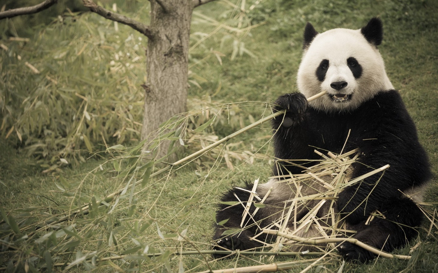 49219 Bild herunterladen tiere, pandas, gelb - Hintergrundbilder und Bildschirmschoner kostenlos