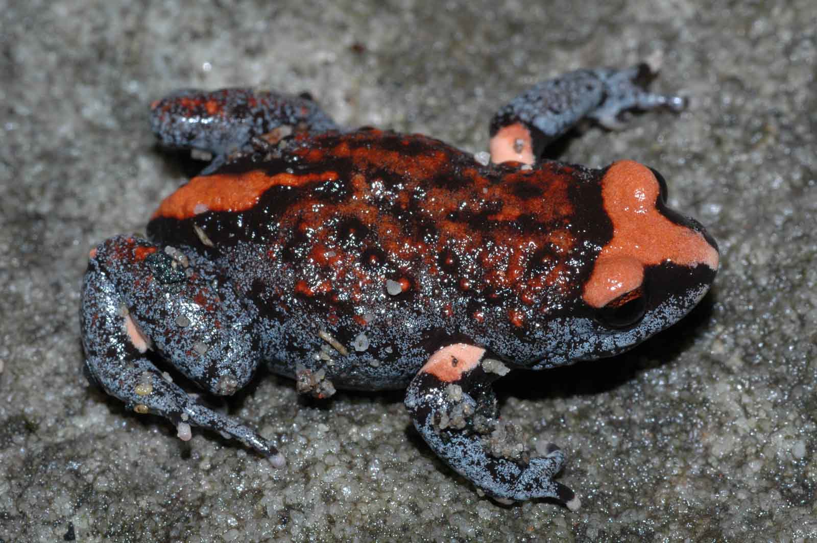 Download mobile wallpaper Animal, Toad, Red Crowned Toadlet for free.