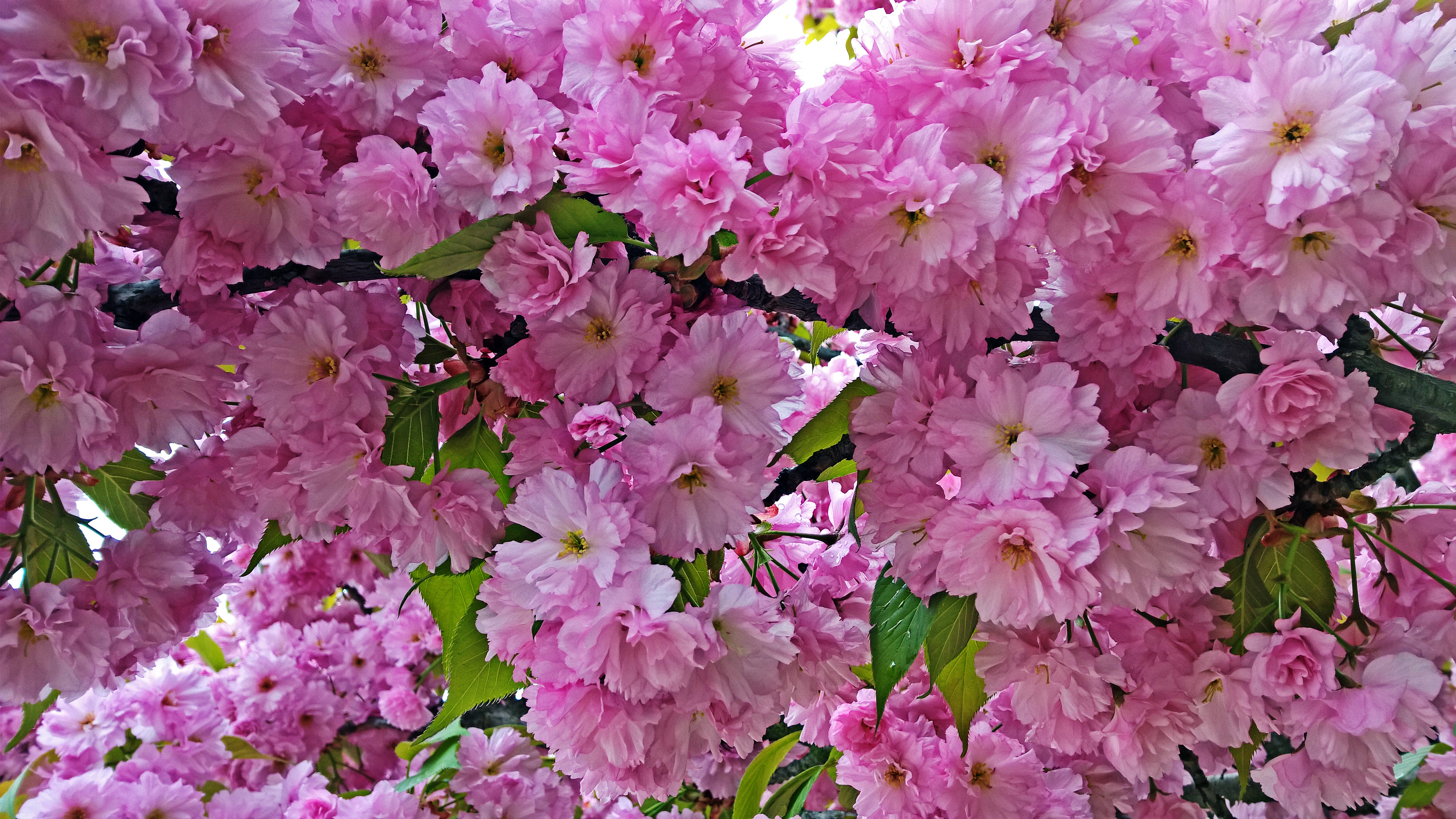 Скачати мобільні шпалери Квітка, Цвітіння, Земля, Весна, Рожева Квітка, Флауерзи безкоштовно.