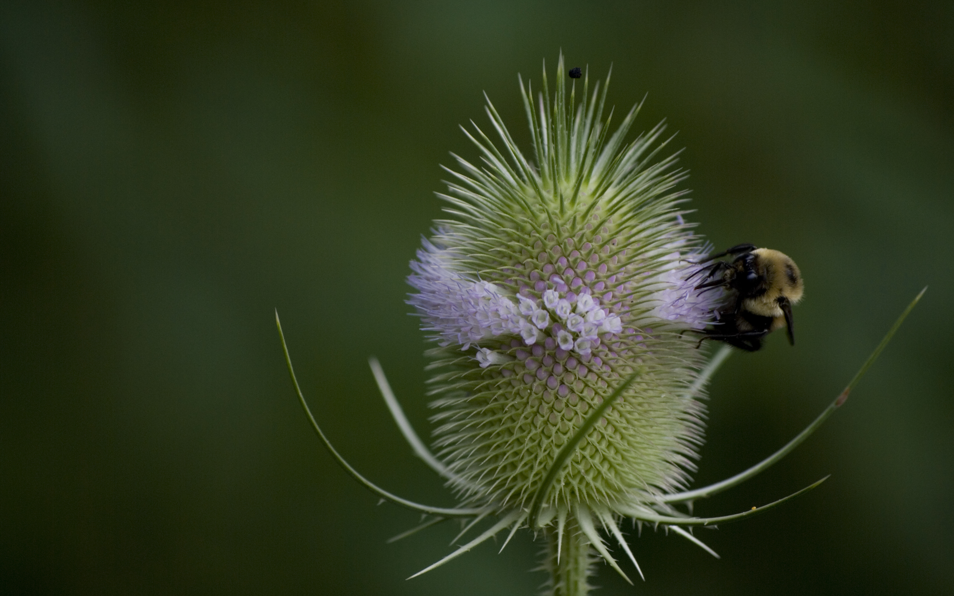 163900 télécharger l'image abeille, animaux, bourdon, fleur, nectar, insectes - fonds d'écran et économiseurs d'écran gratuits