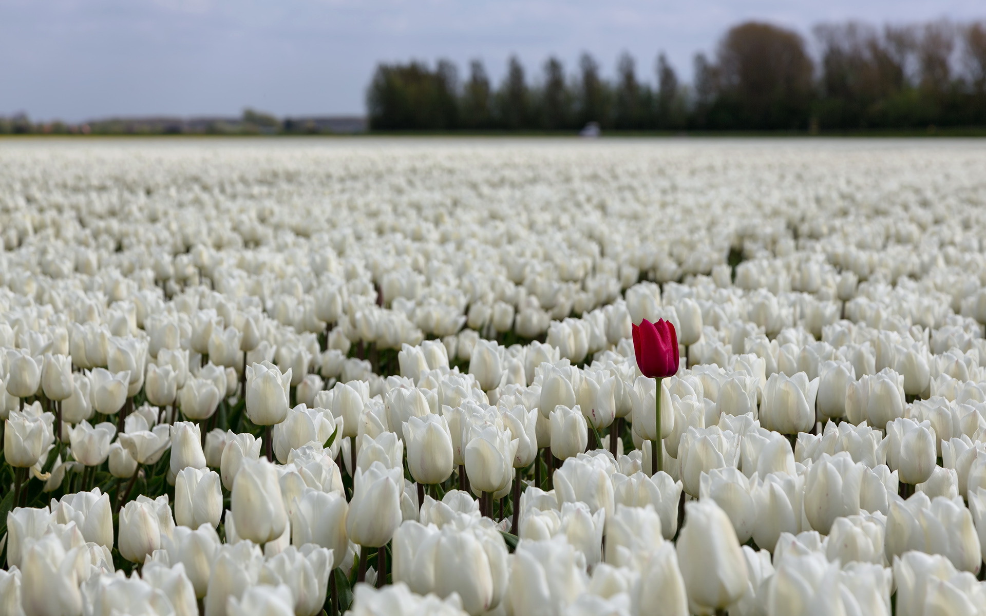 Download mobile wallpaper Tulip, Flowers, Earth for free.