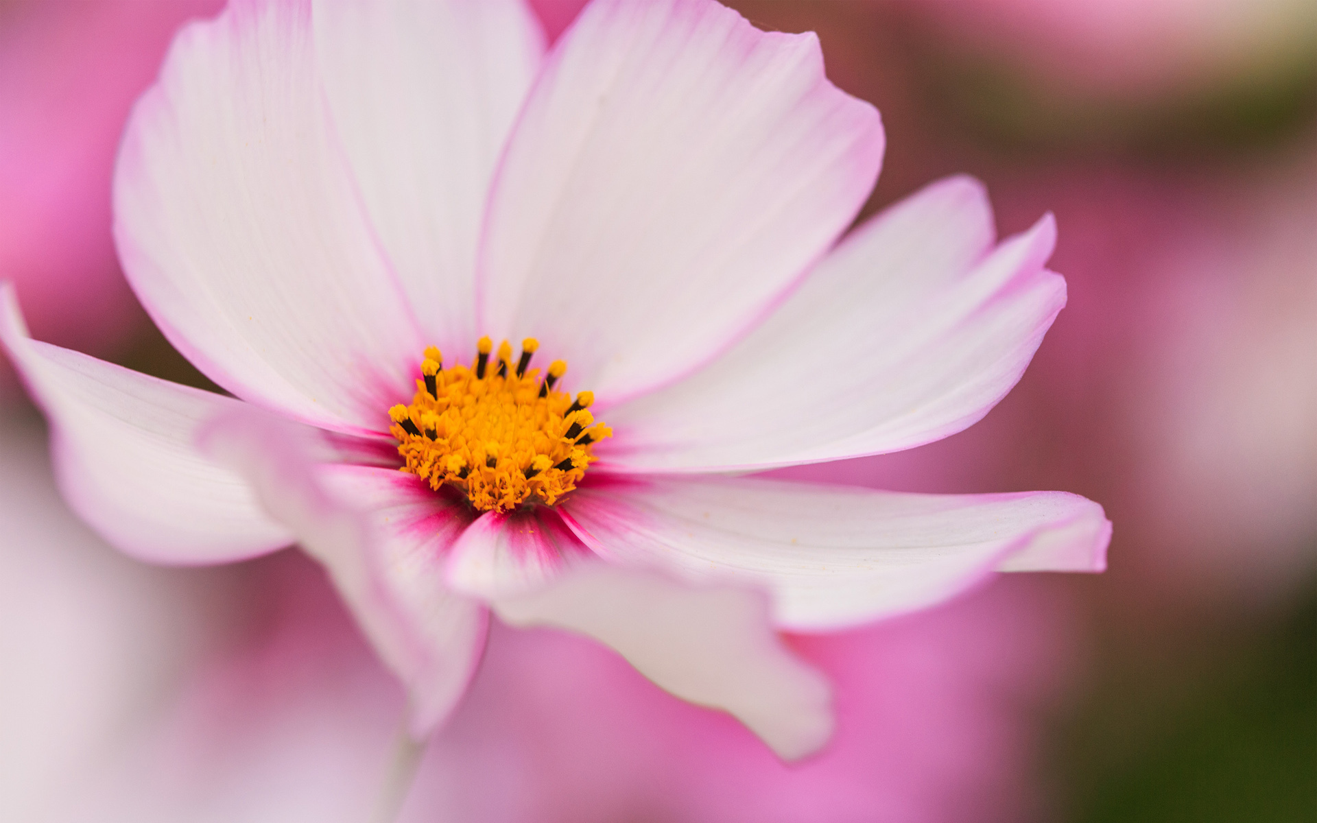 Laden Sie das Blumen, Blume, Erde/natur-Bild kostenlos auf Ihren PC-Desktop herunter