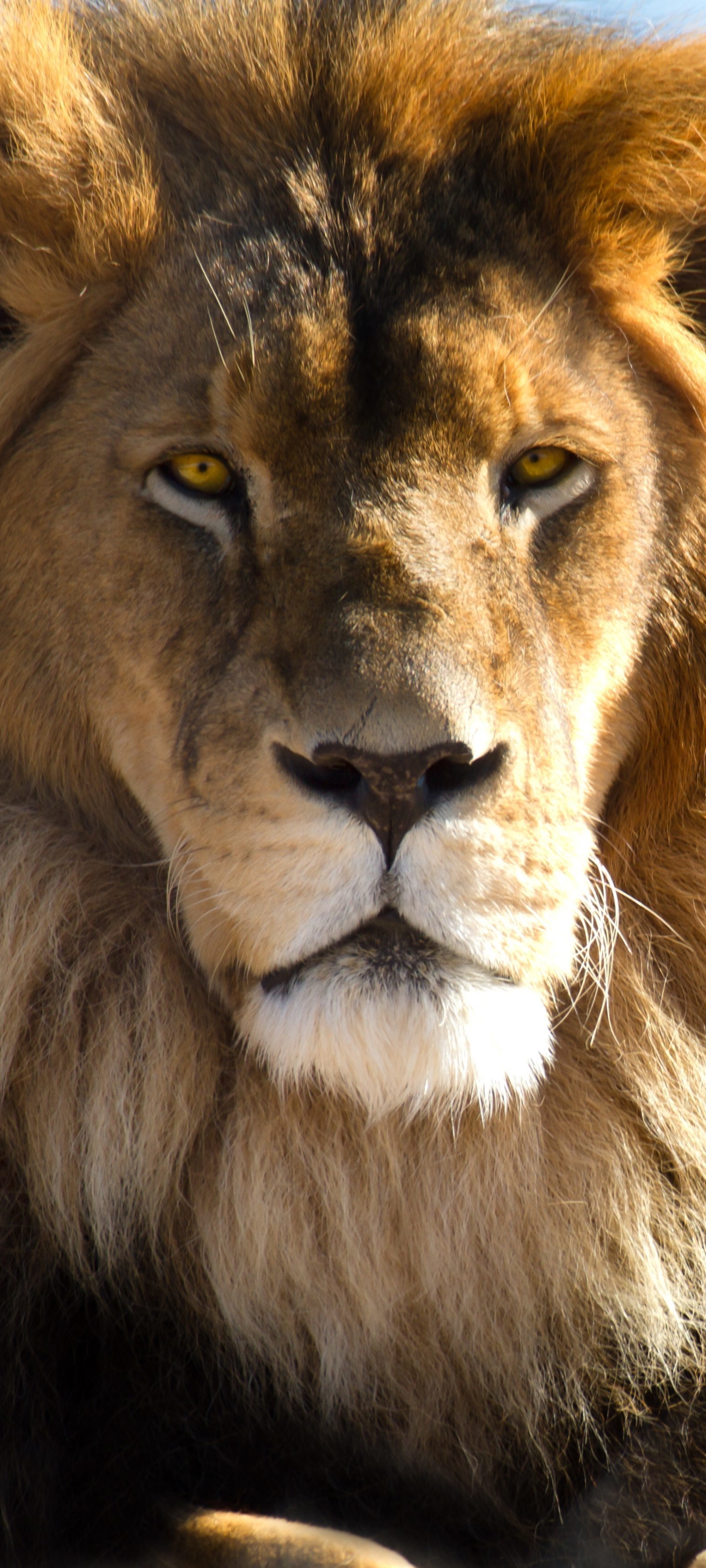 Téléchargez gratuitement l'image Animaux, Chats, Lion sur le bureau de votre PC