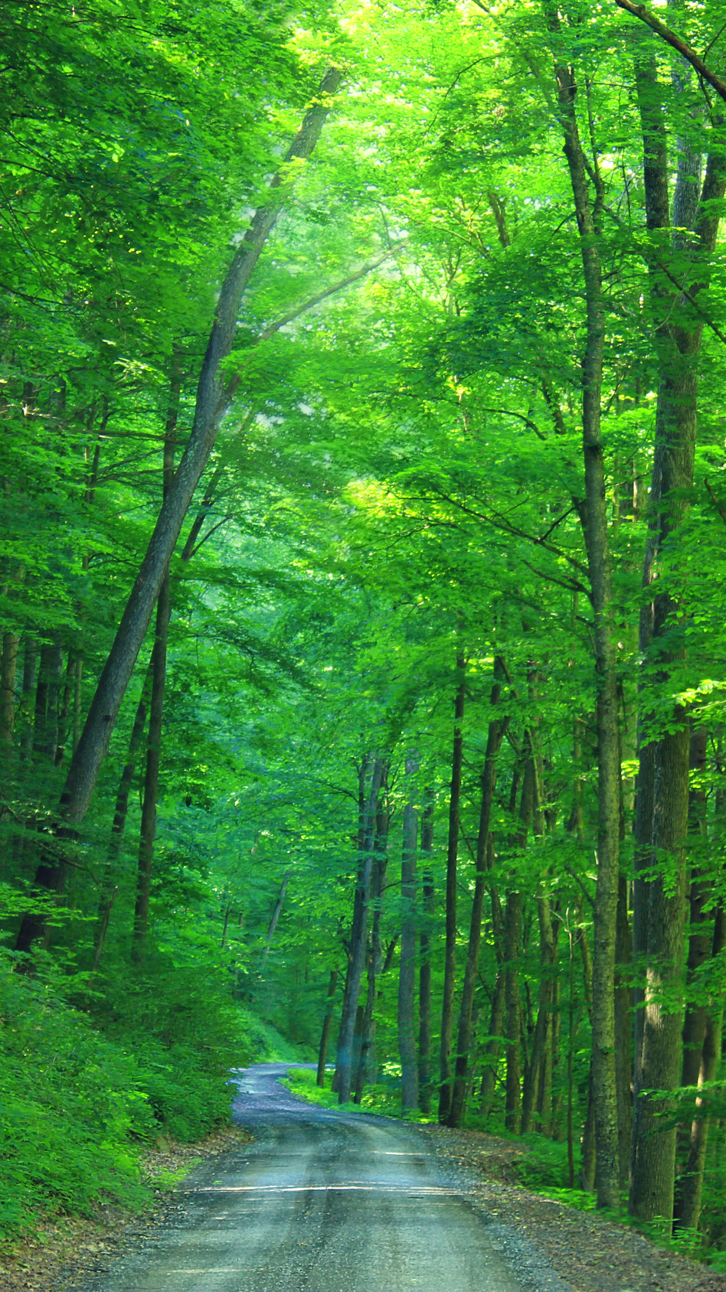 Descarga gratuita de fondo de pantalla para móvil de Bosque, Carretera, Hecho Por El Hombre, Camino De Tierra.