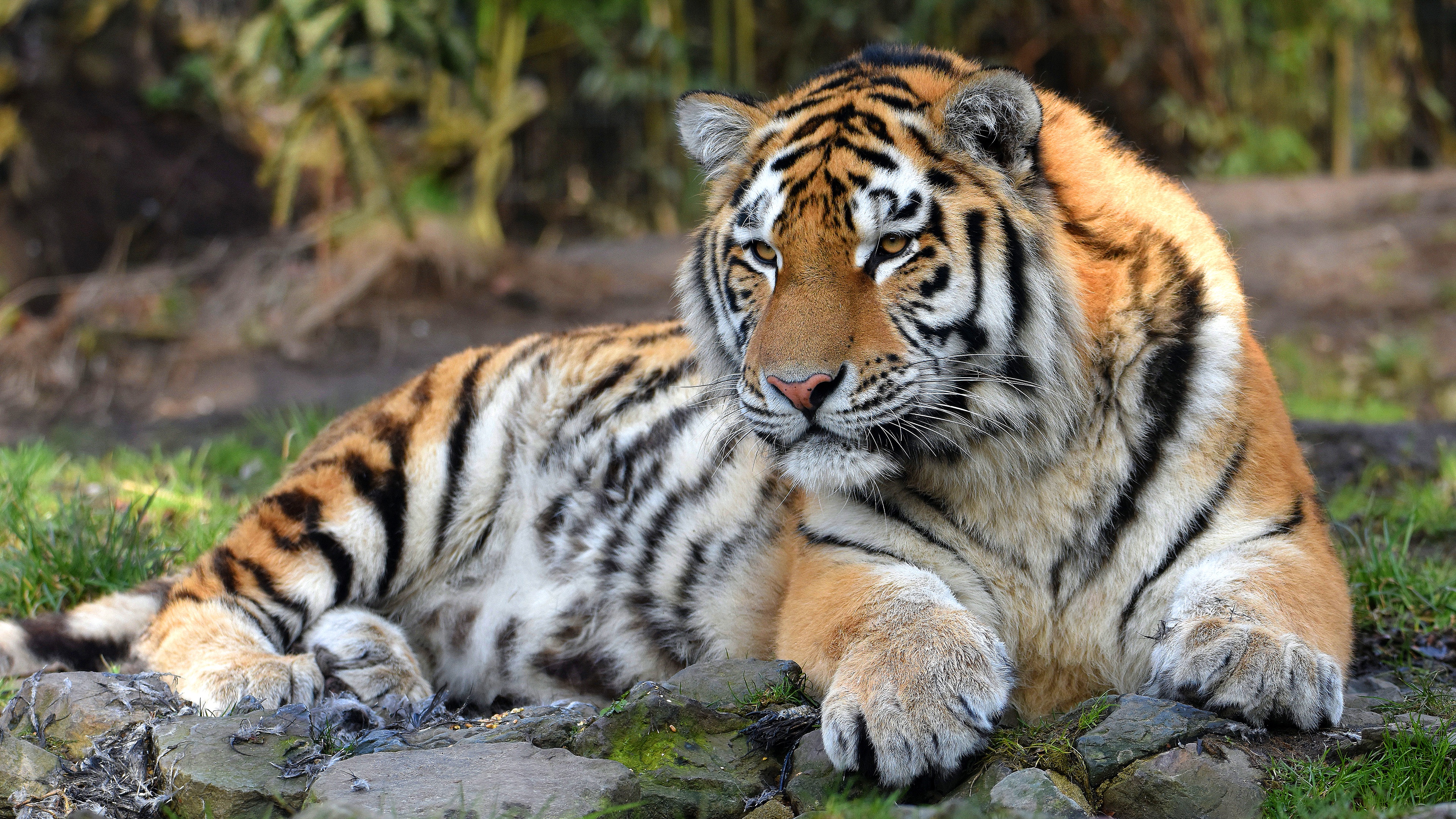 Free download wallpaper Cats, Tiger, Animal on your PC desktop