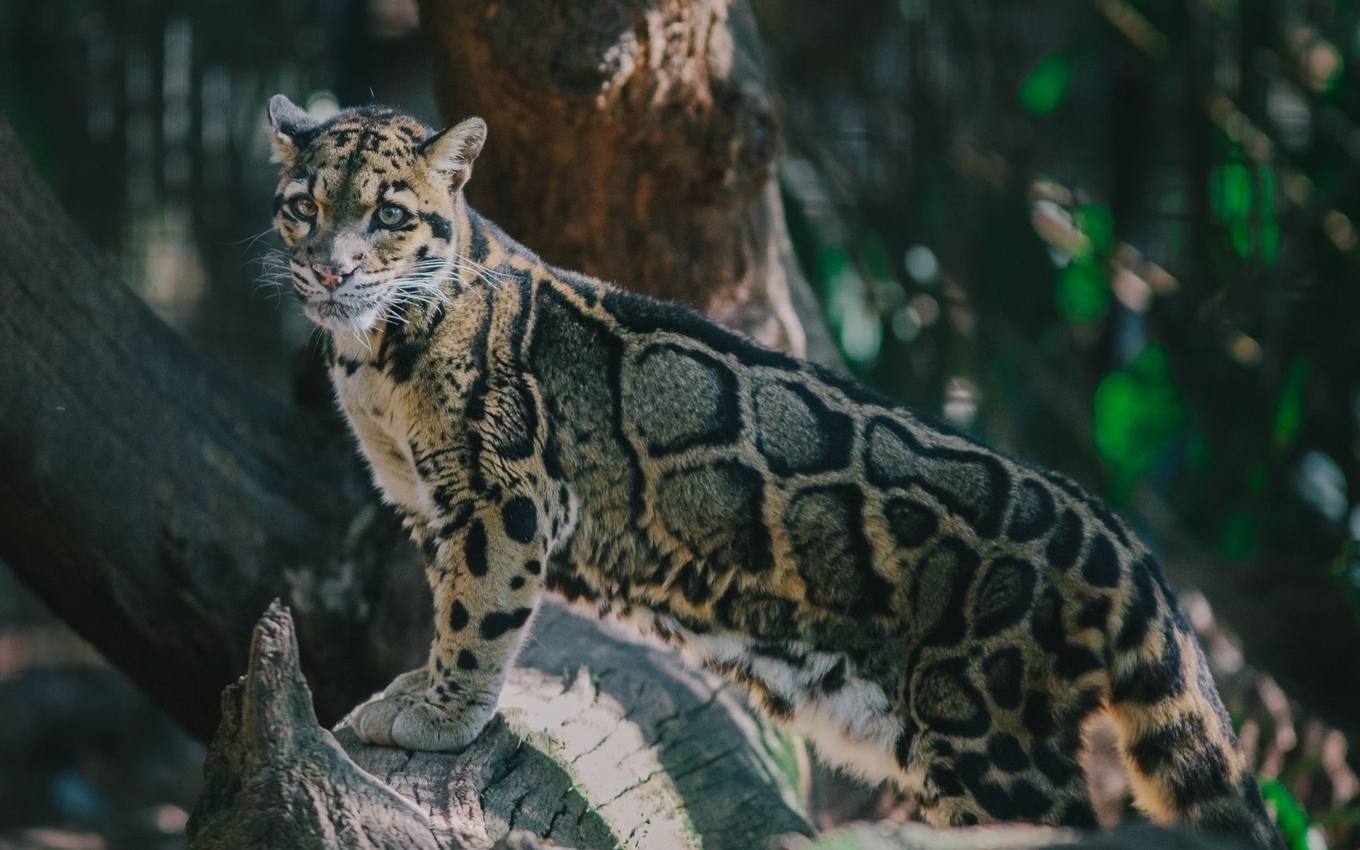 338375 baixar papel de parede animais, leopardo nebuloso, gatos - protetores de tela e imagens gratuitamente