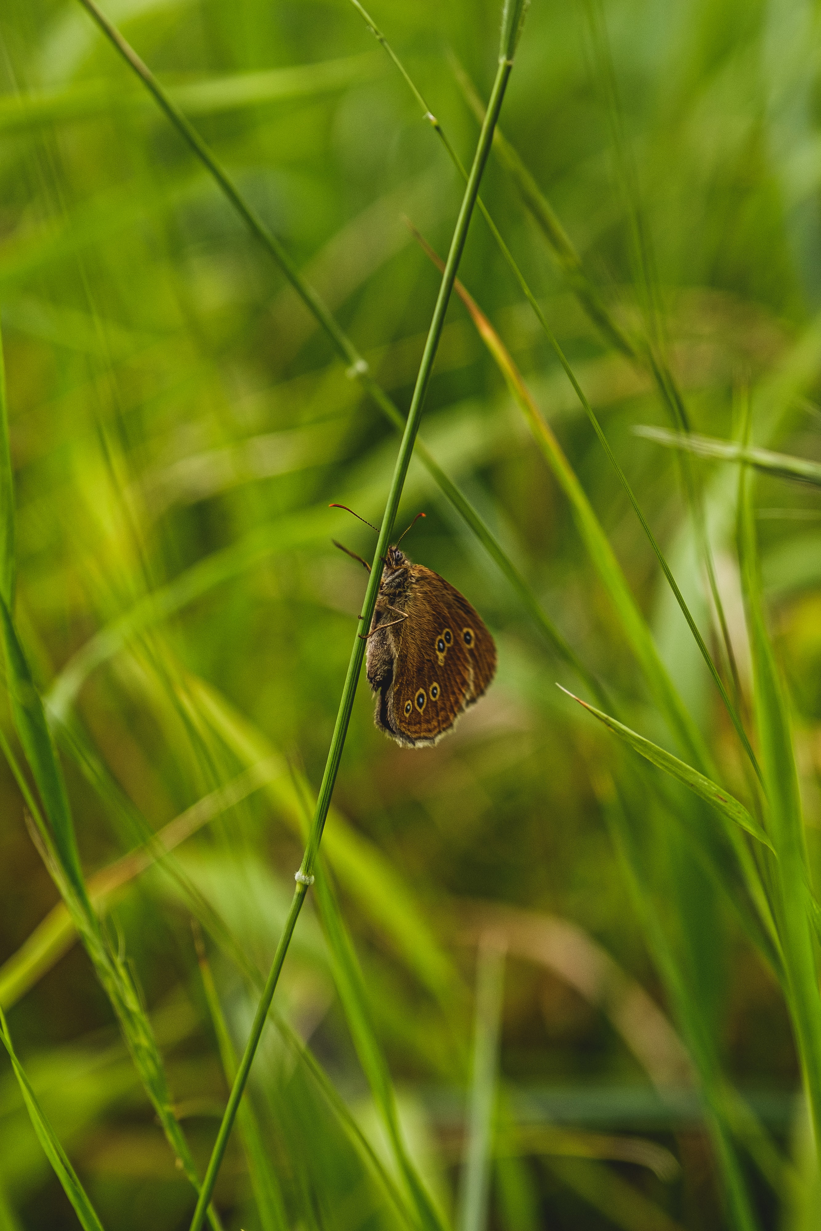 Free download wallpaper Animals, Grass, Macro, Wings, Butterfly on your PC desktop