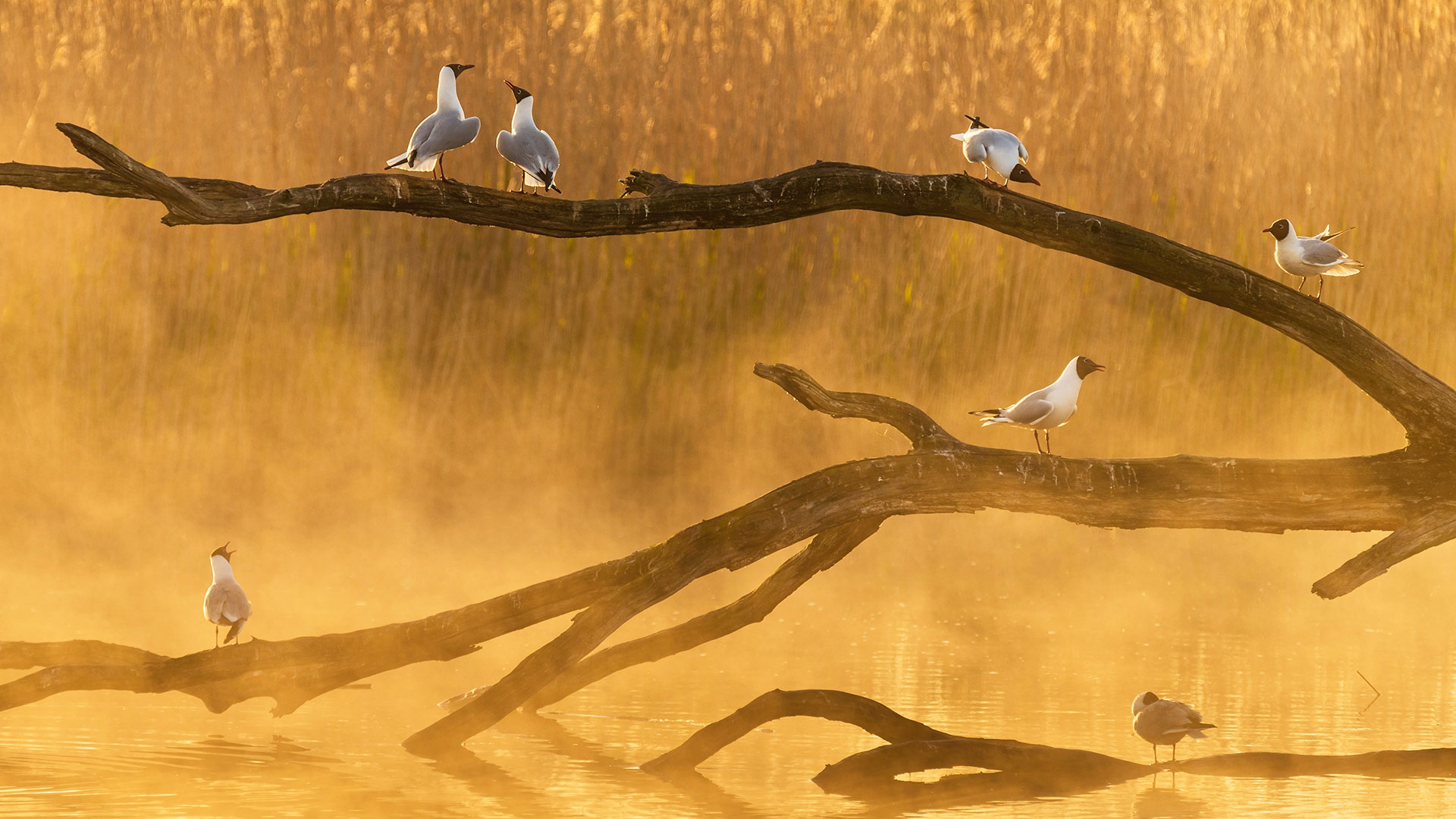 Free download wallpaper Birds, Bird, Fog, Animal, Seagull on your PC desktop