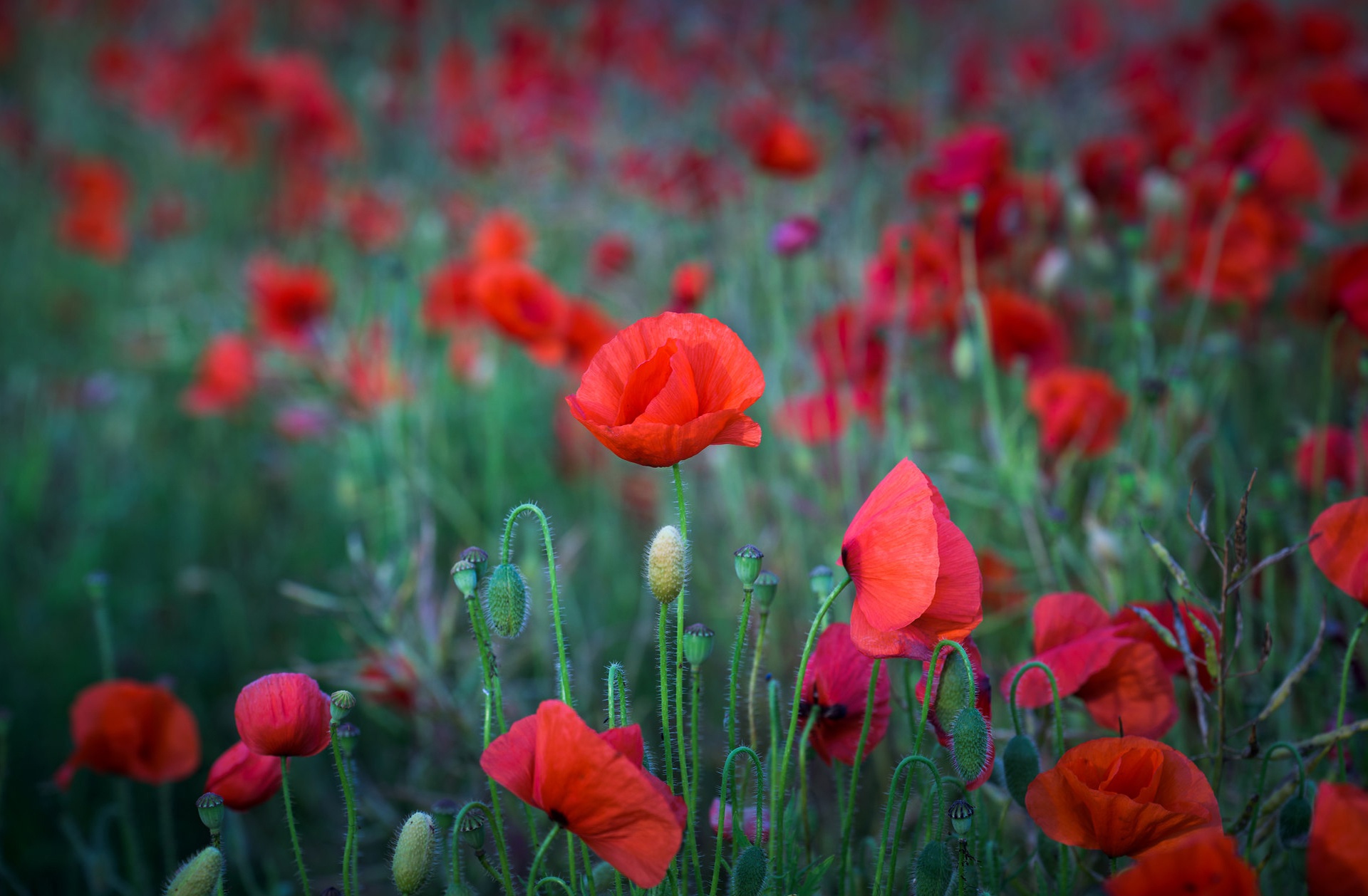 Download mobile wallpaper Flowers, Summer, Flower, Close Up, Earth, Poppy, Red Flower for free.