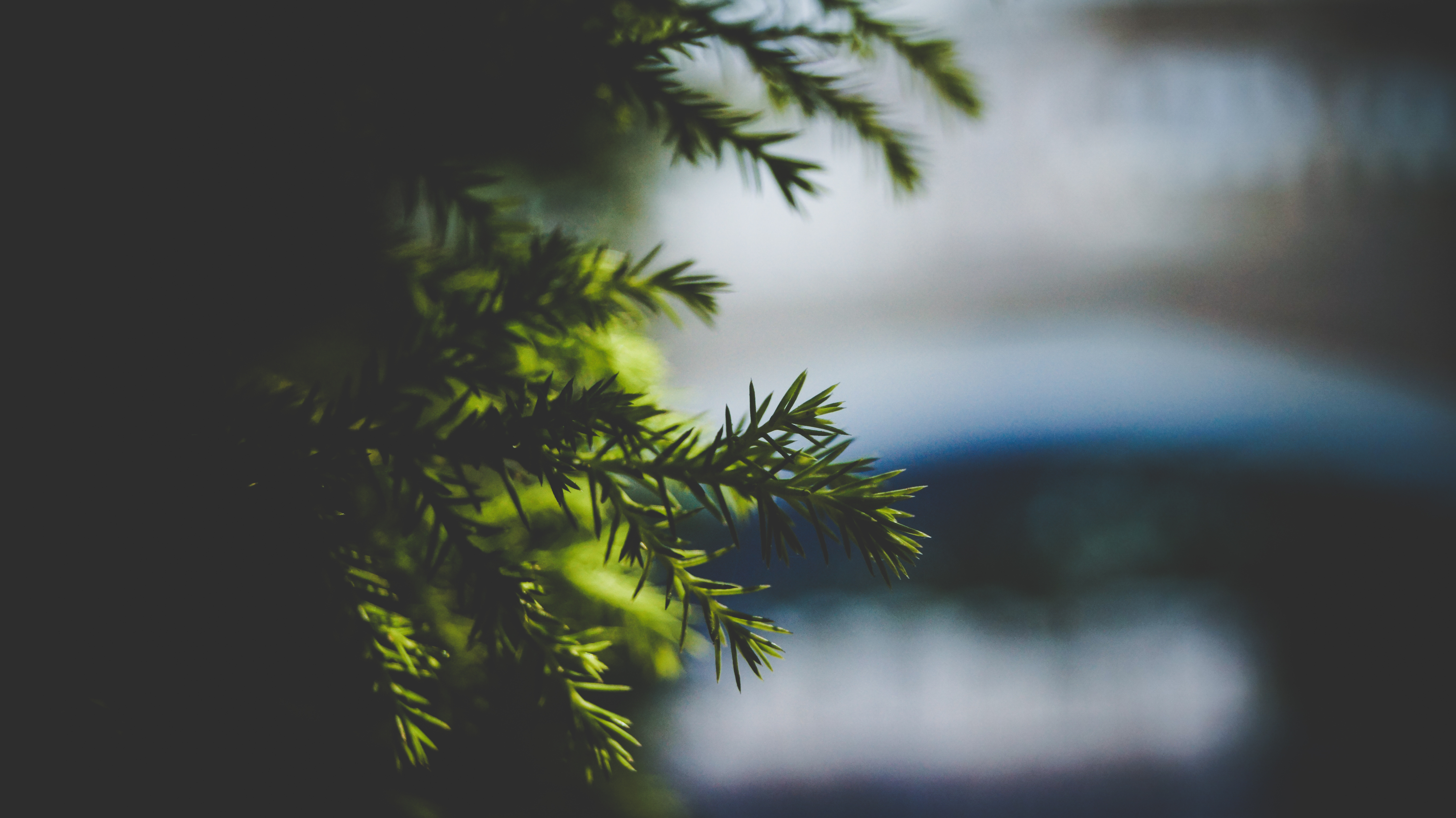 Download mobile wallpaper Needle, Spruce, Fir, Branch, Smooth, Nature, Blur for free.