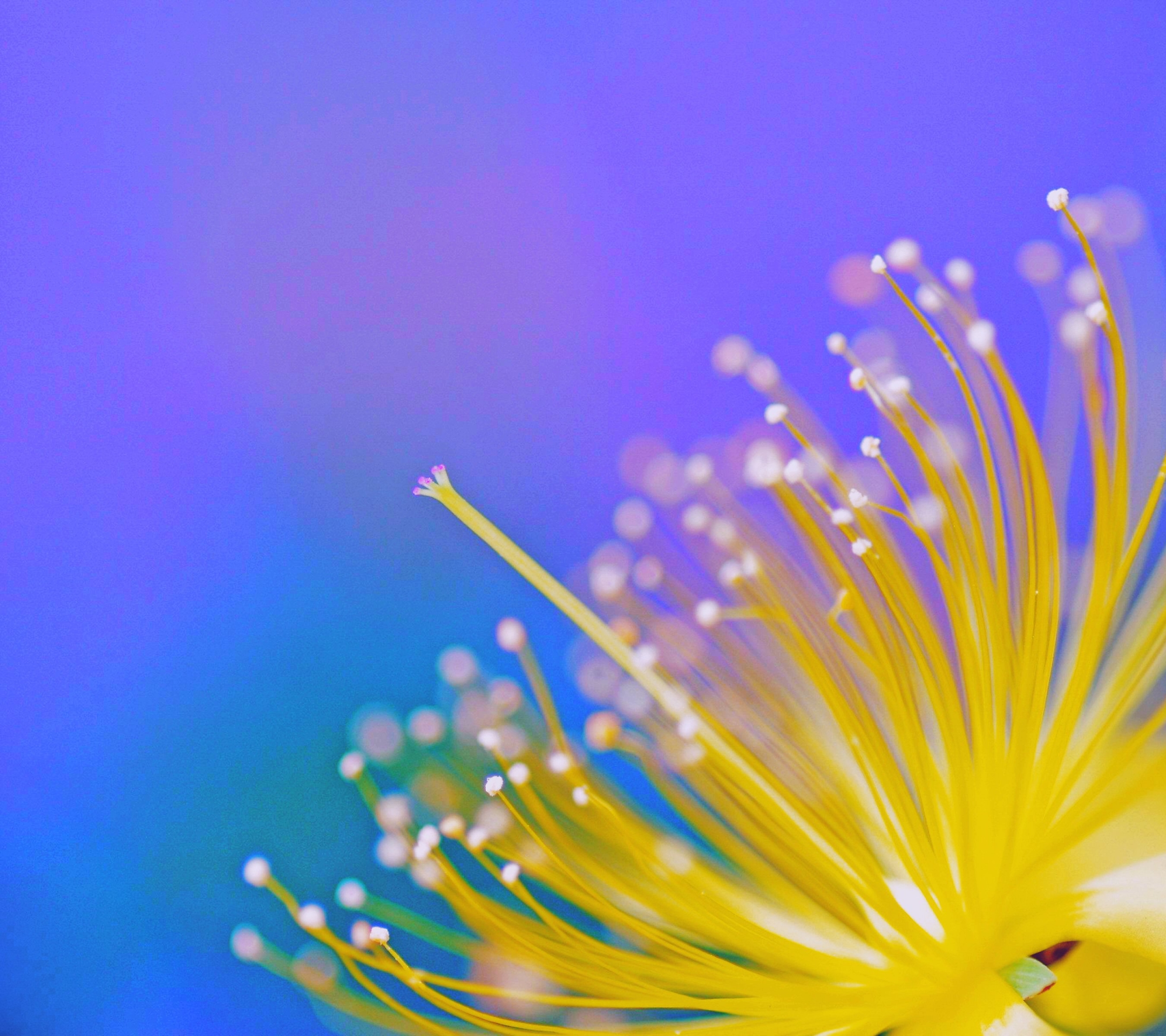 Free download wallpaper Nature, Flower, Earth, Colorful, Spring on your PC desktop