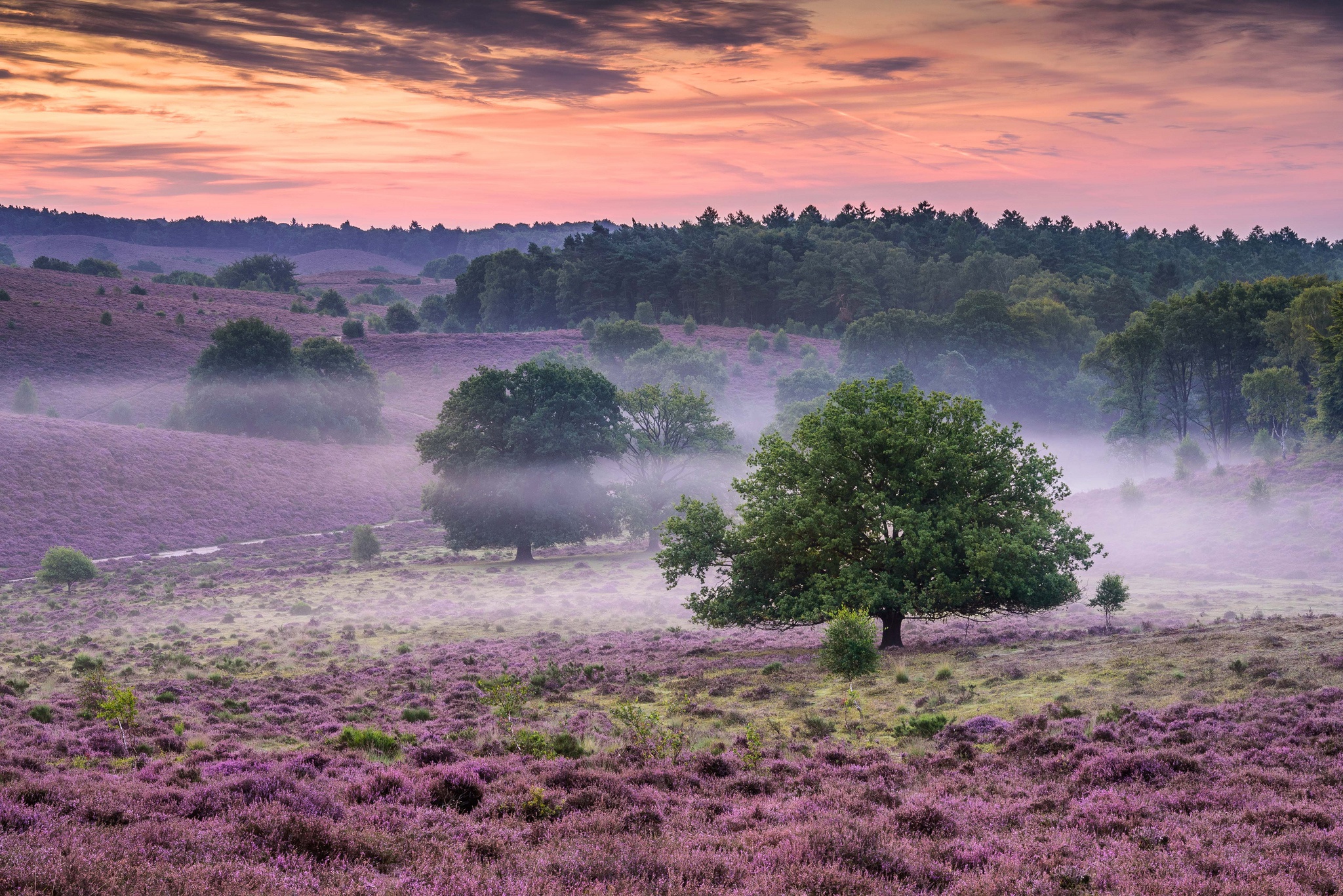 fog, earth, heather, netherlands wallpapers for tablet