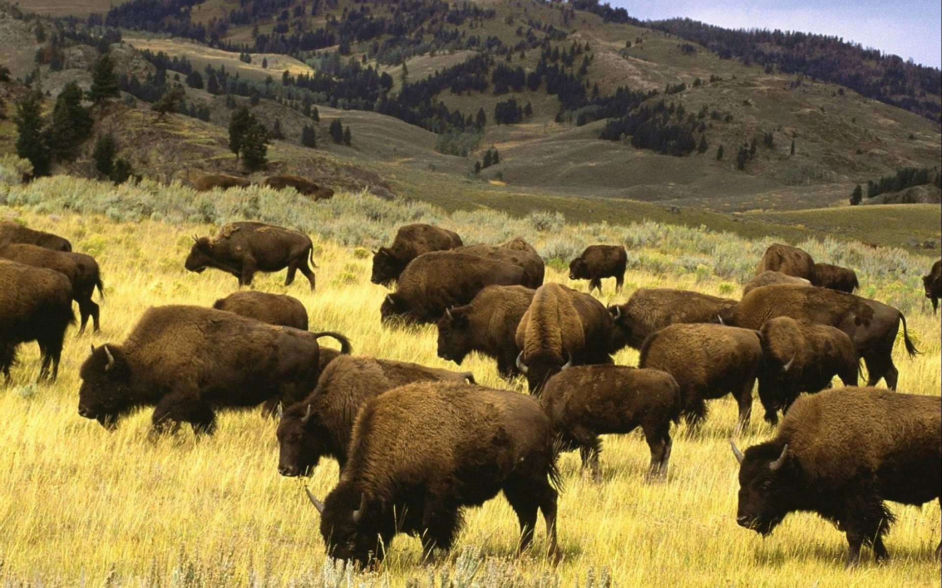 537742 Bild herunterladen tiere, amerikanischer bison - Hintergrundbilder und Bildschirmschoner kostenlos