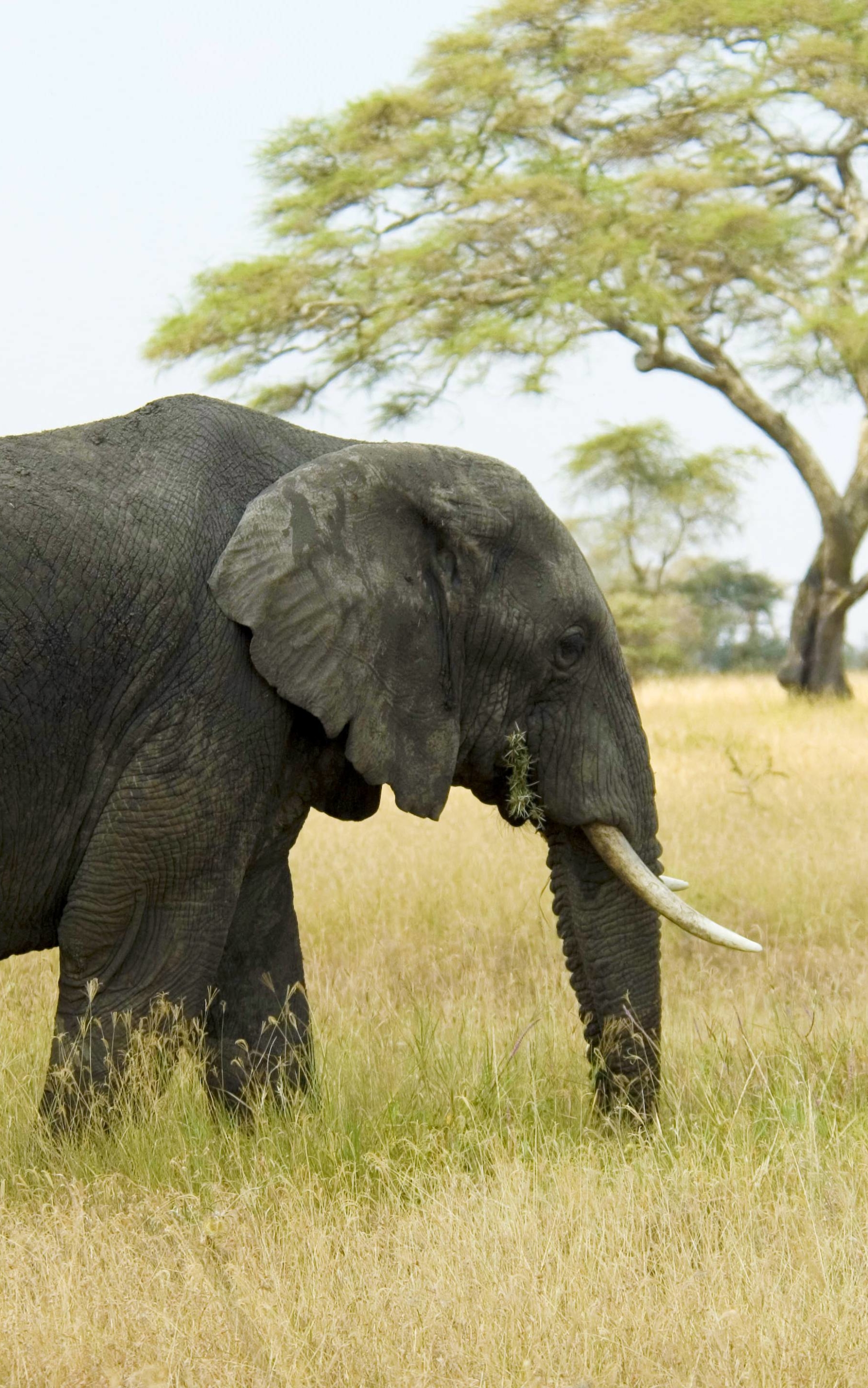 無料モバイル壁紙動物, アフリカゾウ, ゾウをダウンロードします。