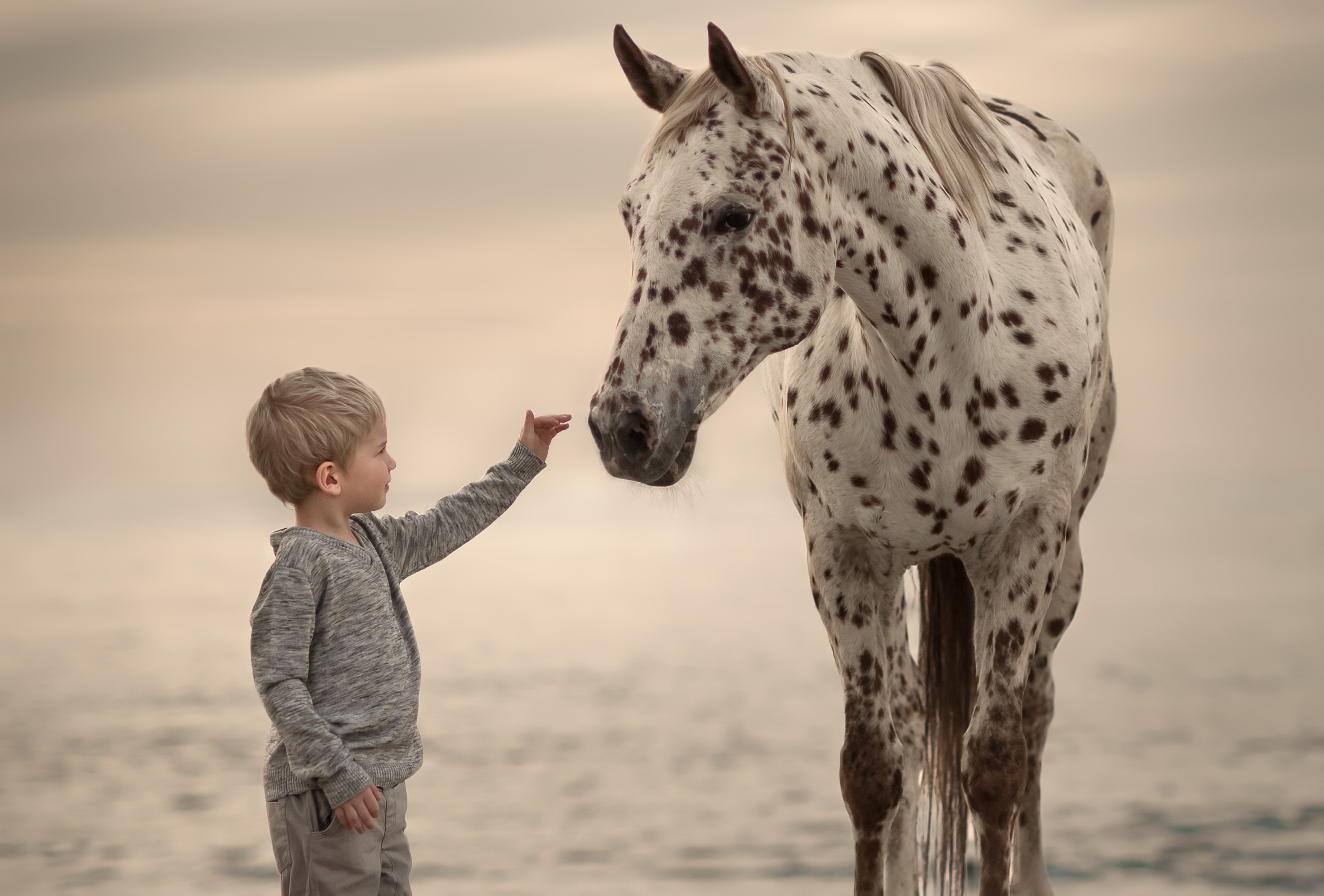 Скачать картинку Ребенок, Лошадь, Фотографии, Маленький Мальчик в телефон бесплатно.