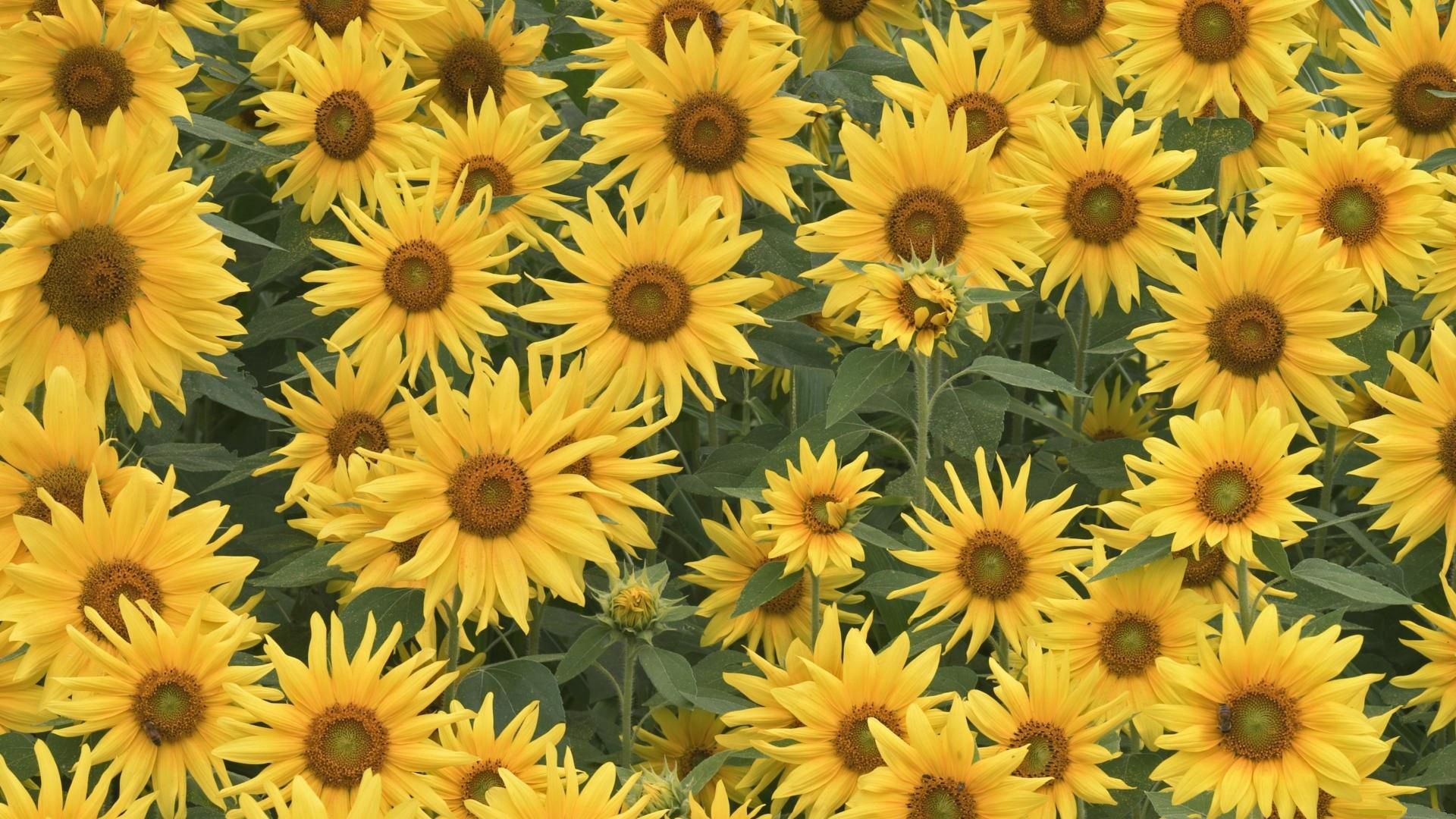 Download mobile wallpaper Flowers, Field, Greens, Summer, Sunflowers for free.