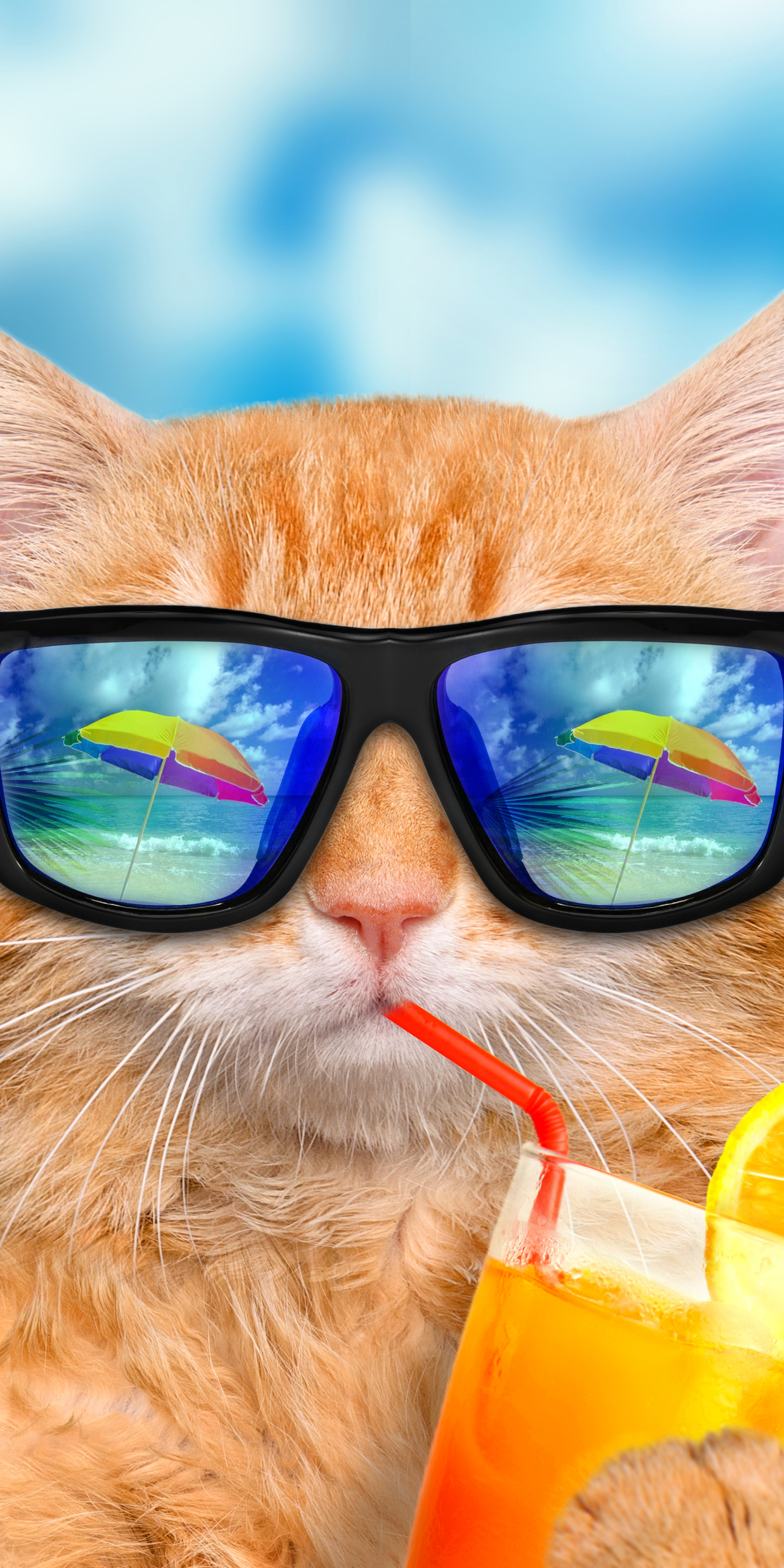 Скачати мобільні шпалери Гумор, Кішка, Коти, Коктейль безкоштовно.