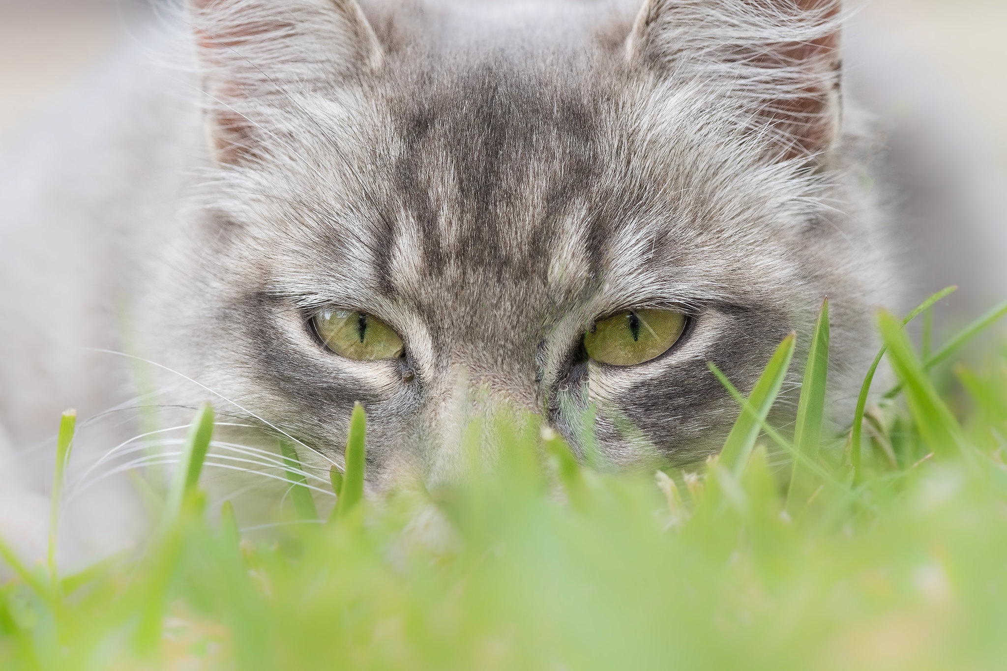 PCデスクトップに動物, ネコ, 猫, 見詰める画像を無料でダウンロード