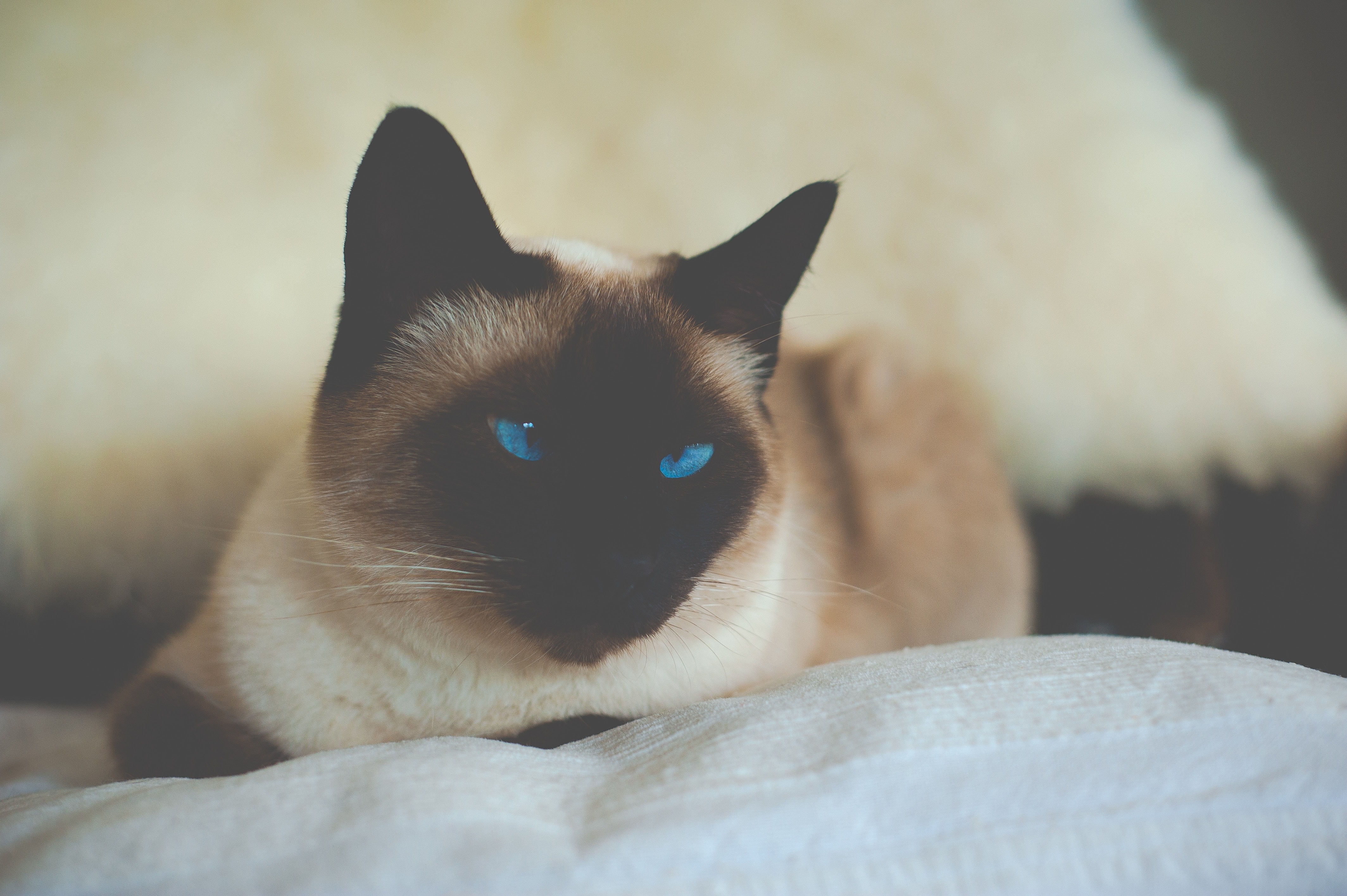 93037画像をダウンロード動物, ネコ, 猫, 青い目をした, 青い目, シャム-壁紙とスクリーンセーバーを無料で