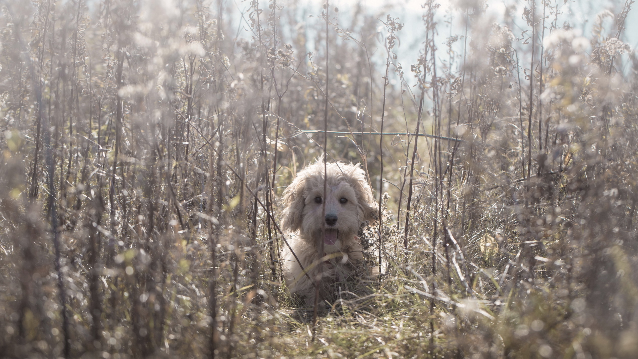 Laden Sie das Hunde, Hund, Tiere-Bild kostenlos auf Ihren PC-Desktop herunter